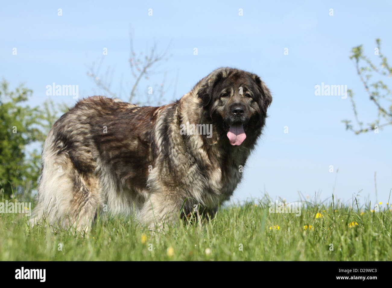 Dog Sarplaninac  /  Yugoslav Shepherd / charplaninatz adult standing in a meadow Stock Photo