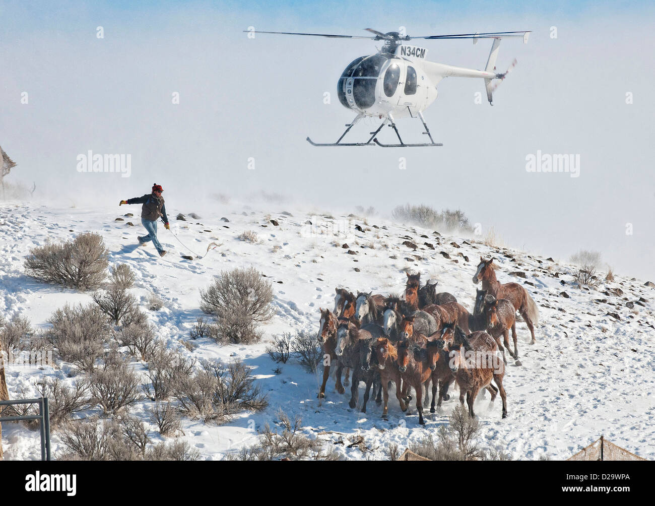 A Bureau of Land Management helicopter helps corral wild mustangs during a winter round up January 13, 2013 in the Star Ridge portion of the Owyhee Management Area in Nevada. Stock Photo