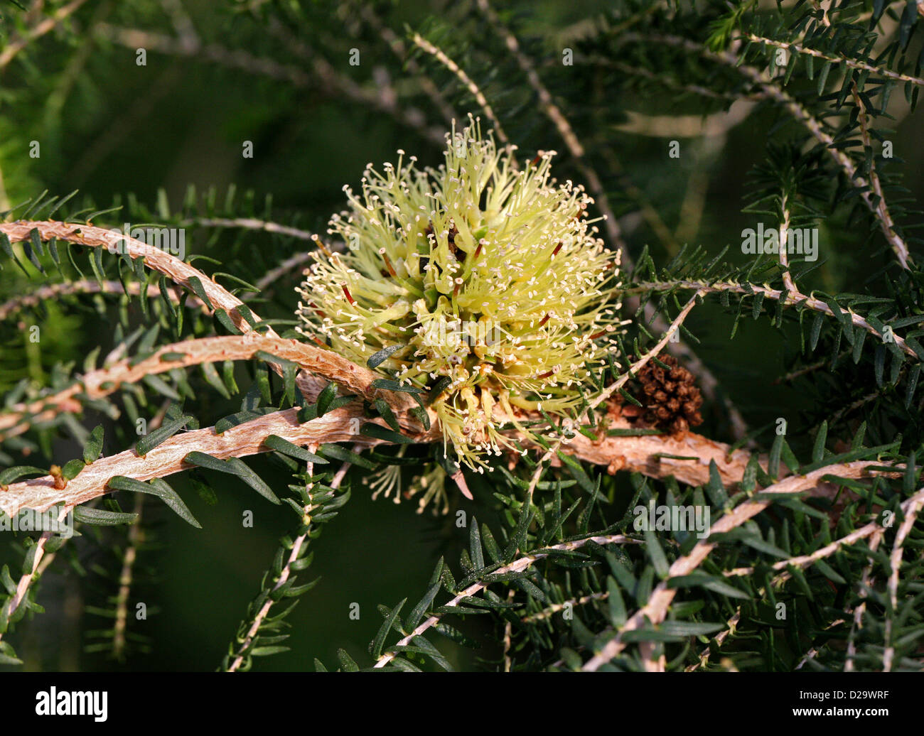 Coastal Honey Myrtle, Melaleuca acerosa, Myrtaceae, Western Australia. Stock Photo