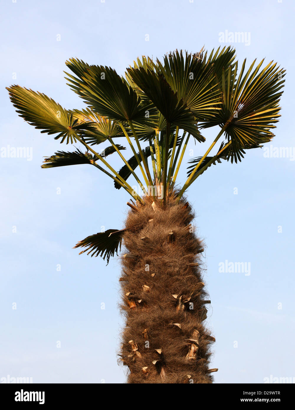 Chusan Palm, Trachycarpus fortunei f. wagnerianus, Arecaceae. Central and Southern China. Stock Photo