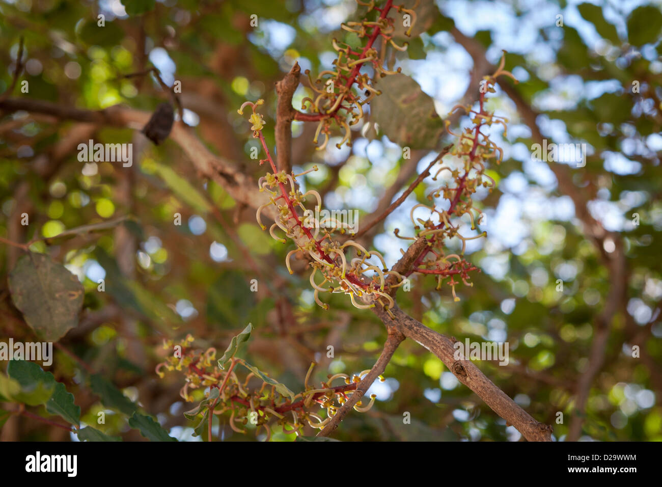 Carob bush hires stock photography and images Alamy