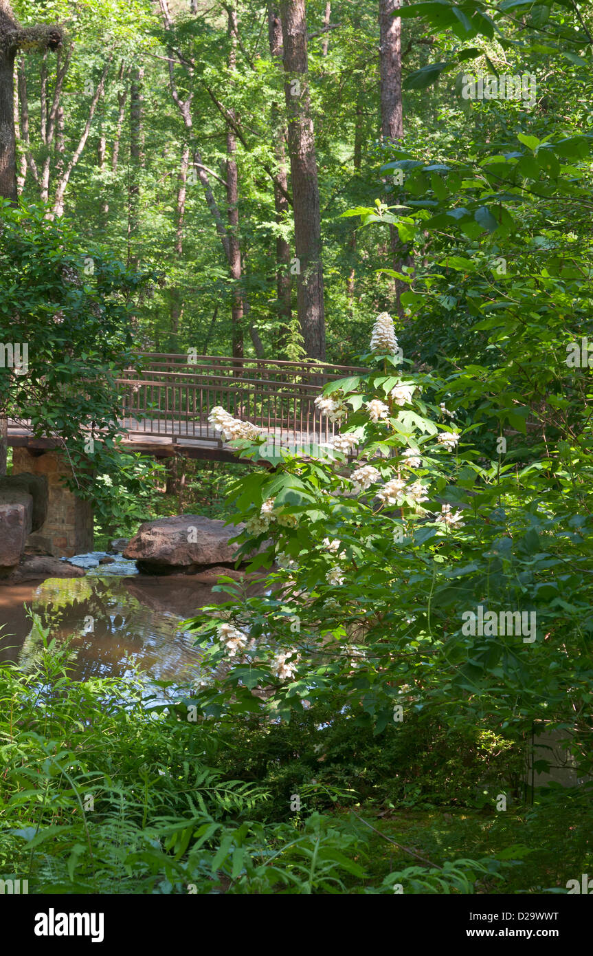 Arkansas, Hot Springs, Garvan Woodland Gardens, Woodland Nature
