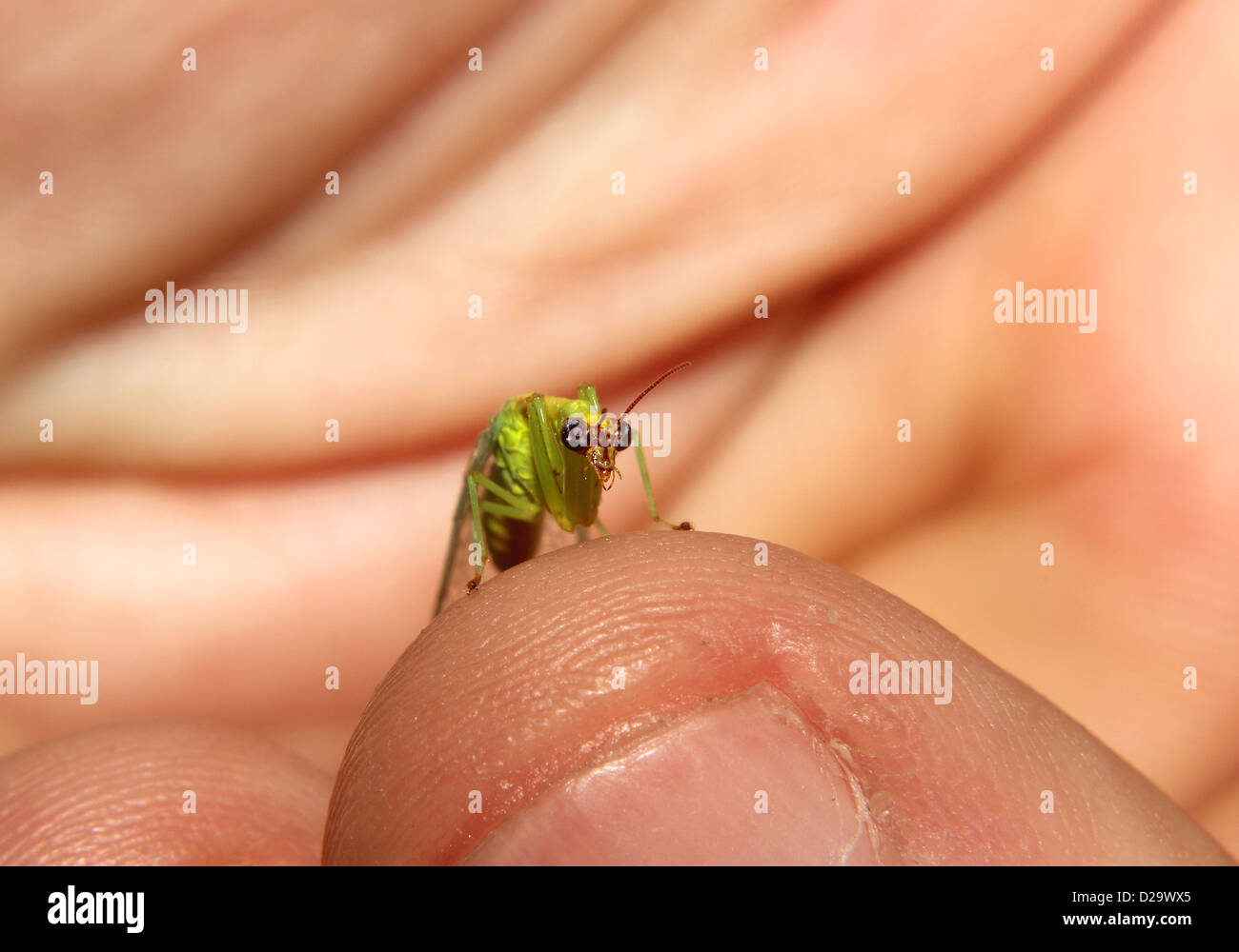 A tiny Praying Mantis perches on a human finger. Stock Photo