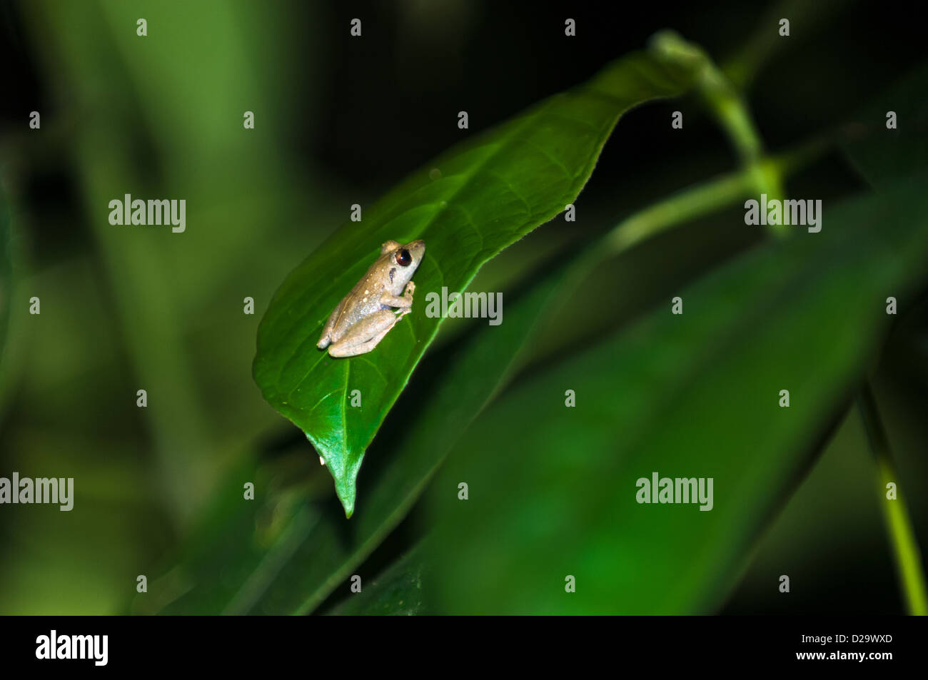Common Rain Frog (Craugastor fitzingeri). Bahia Drake. Costa Rica Stock Photo