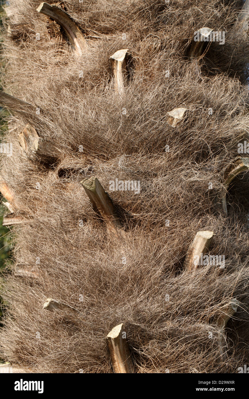 Hairy Trunk of a Chusan Palm, Trachycarpus fortunei f. wagnerianus, Arecaceae. Central and Southern China. Stock Photo