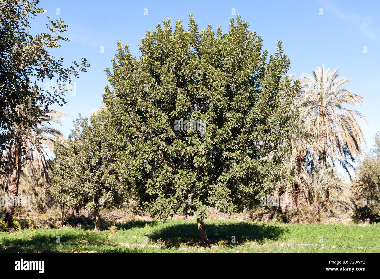 Carob tree, Souss Valley, Taroudant, Morocco Stock Photo Alamy