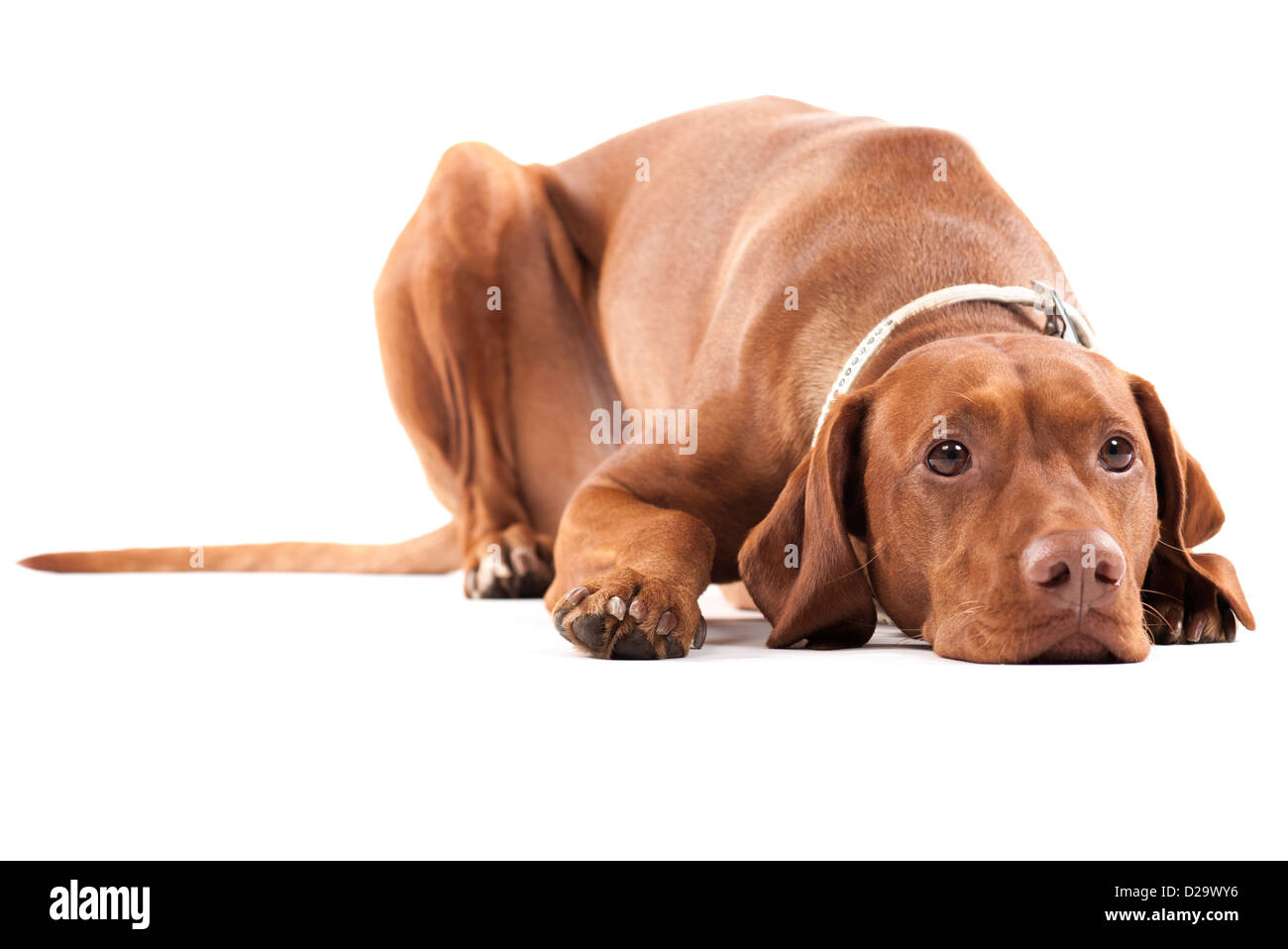 Tired dog. Brown beautiful Hungarian Vizsla. Isolated on white. Stock Photo