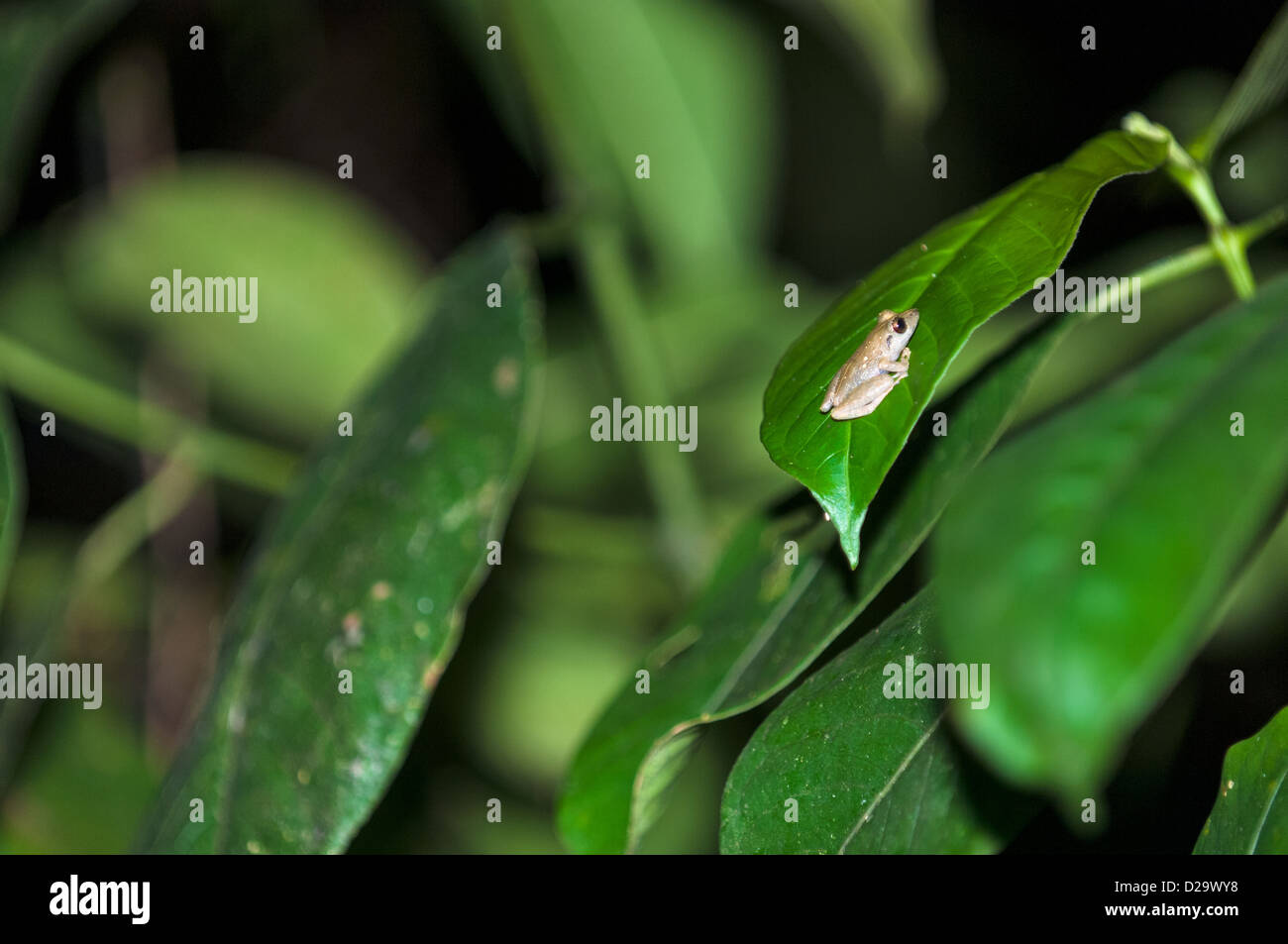 Common Rain Frog (Craugastor fitzingeri). Bahia Drake. Costa Rica Stock Photo