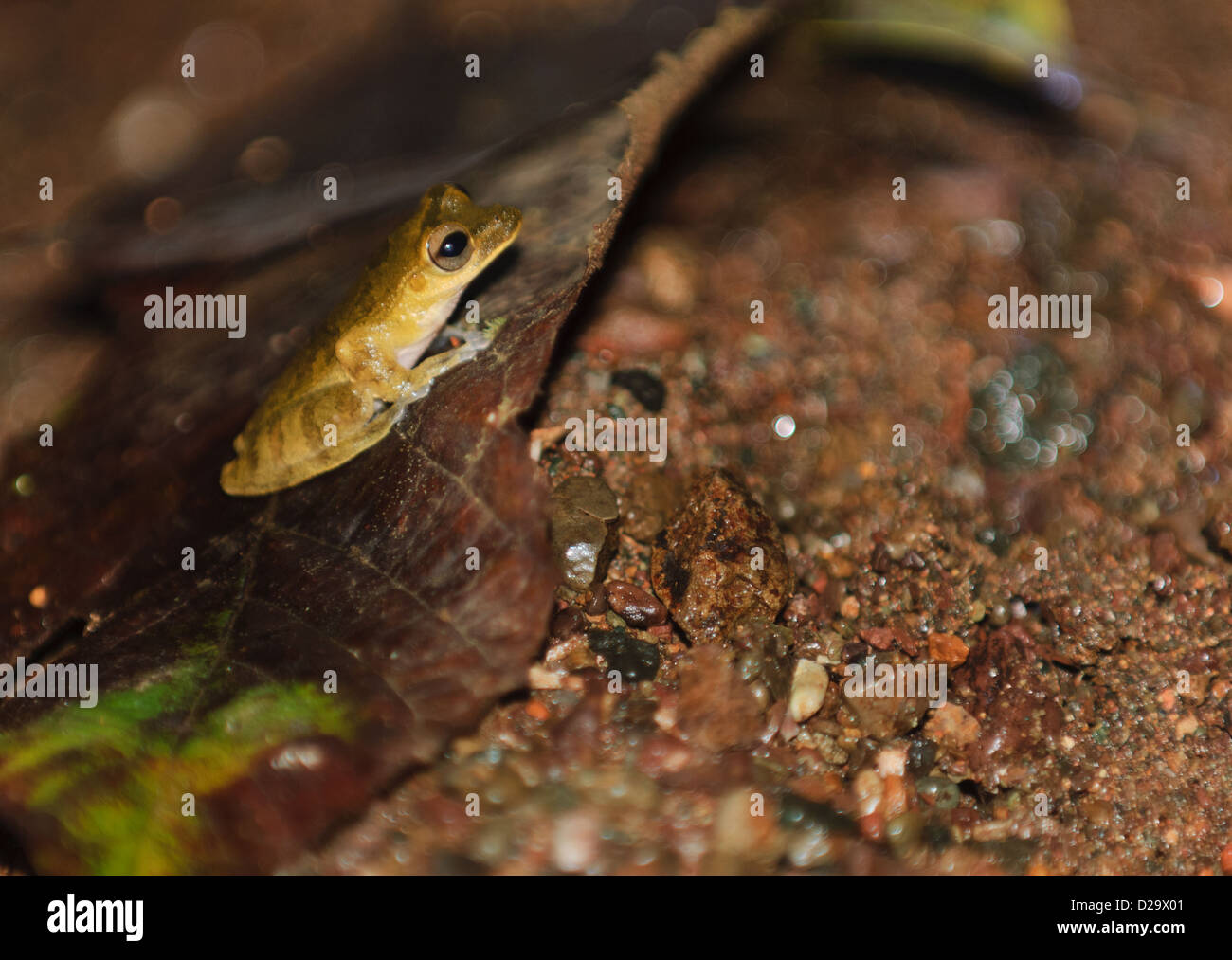 Common Rain Frog (Craugastor fitzingeri). Bahia Drake. Costa Rica Stock Photo