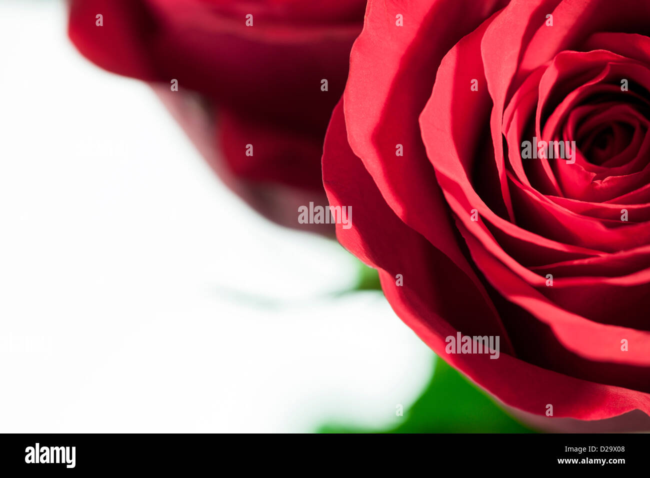 A close up of a red rose on a white background Stock Photo - Alamy