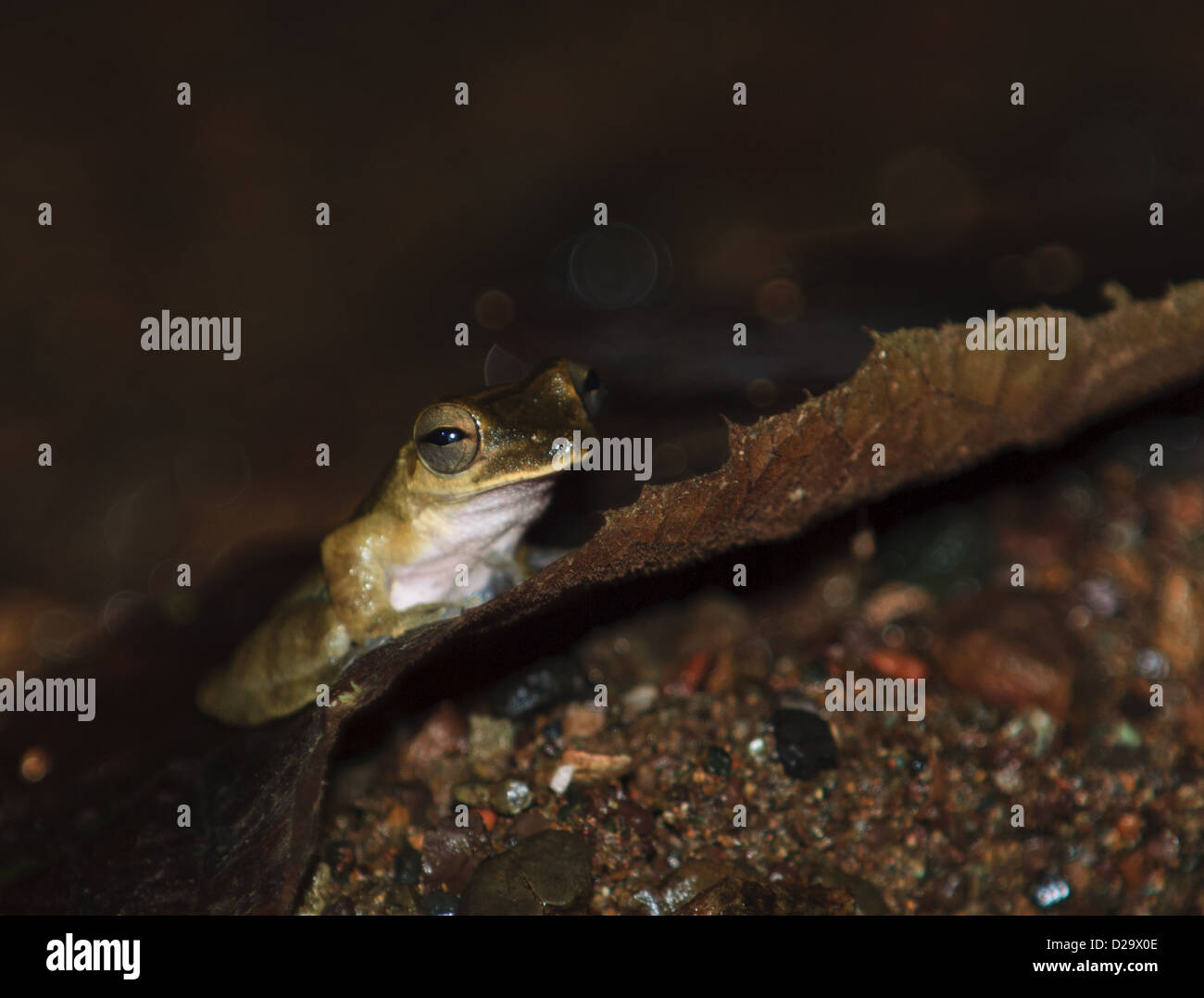 Common Rain Frog (Craugastor fitzingeri). Bahia Drake. Costa Rica Stock Photo