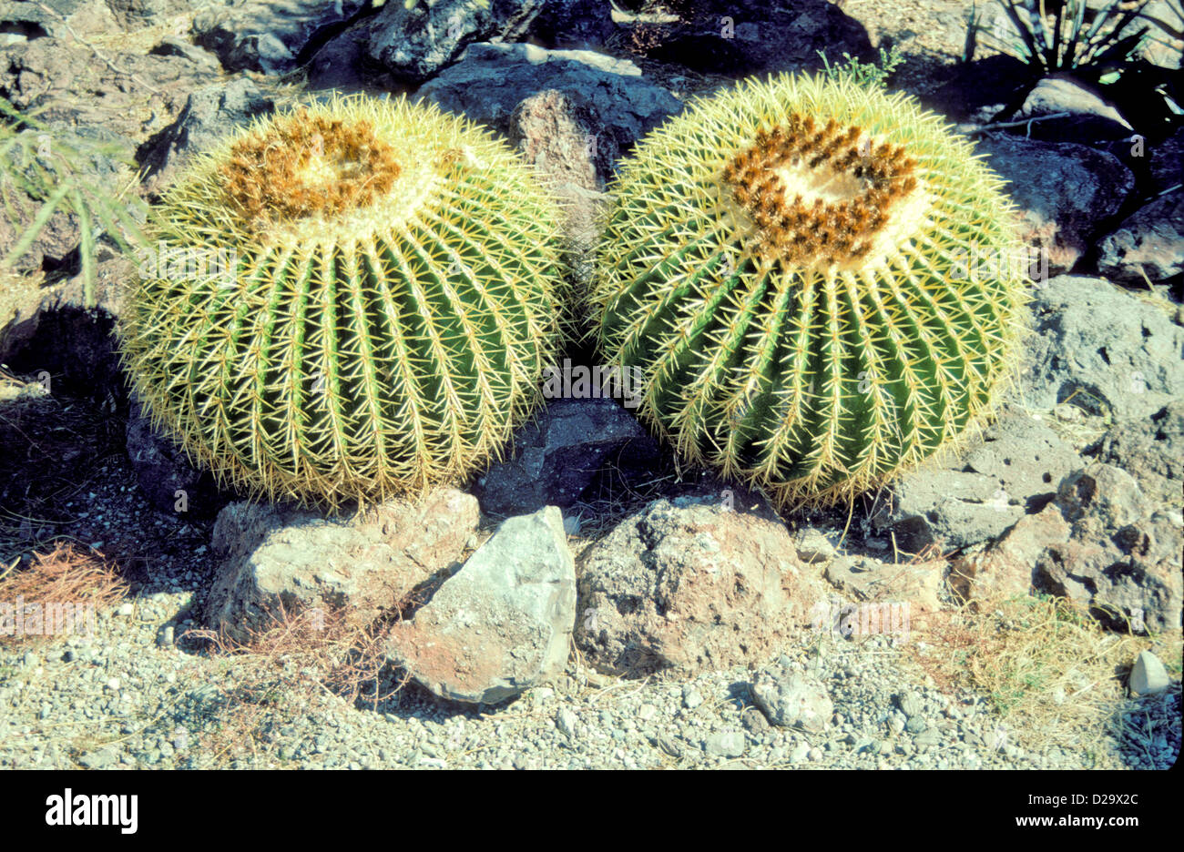 Arizona. Barrel Cactus Plant Stock Photo