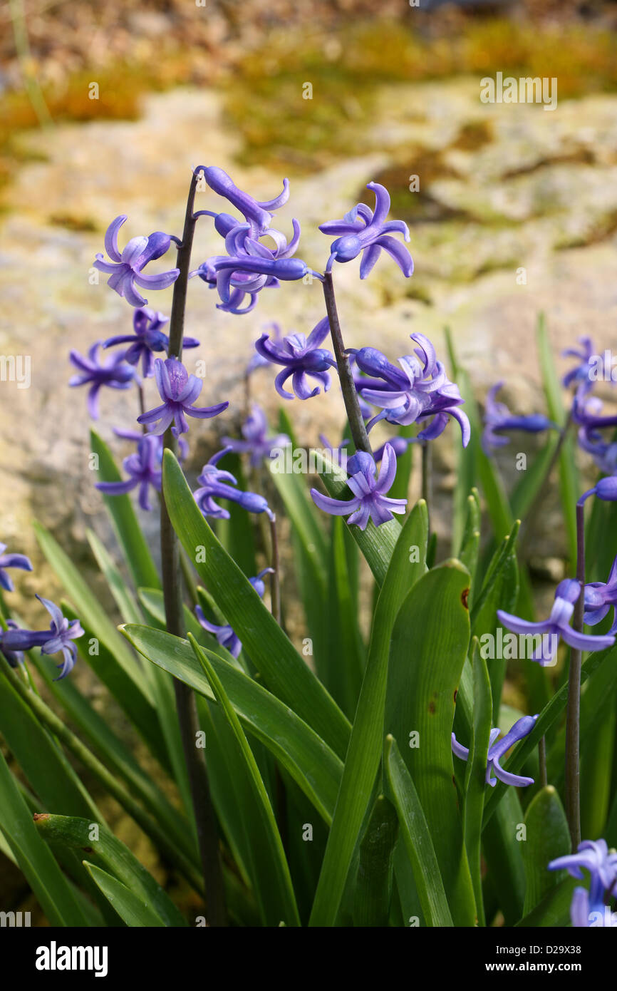 Common Hyacinth, Garden Hyacinth or Dutch Hyacinth, Hyacinthus orientalis, Hyacinthaceae. Stock Photo
