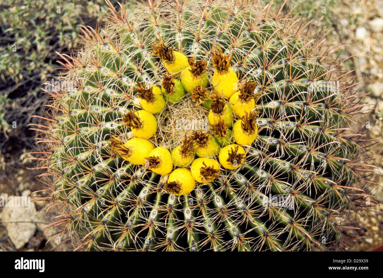 Arizona. Close-Up Of A Barrel Cactus Plant Stock Photo