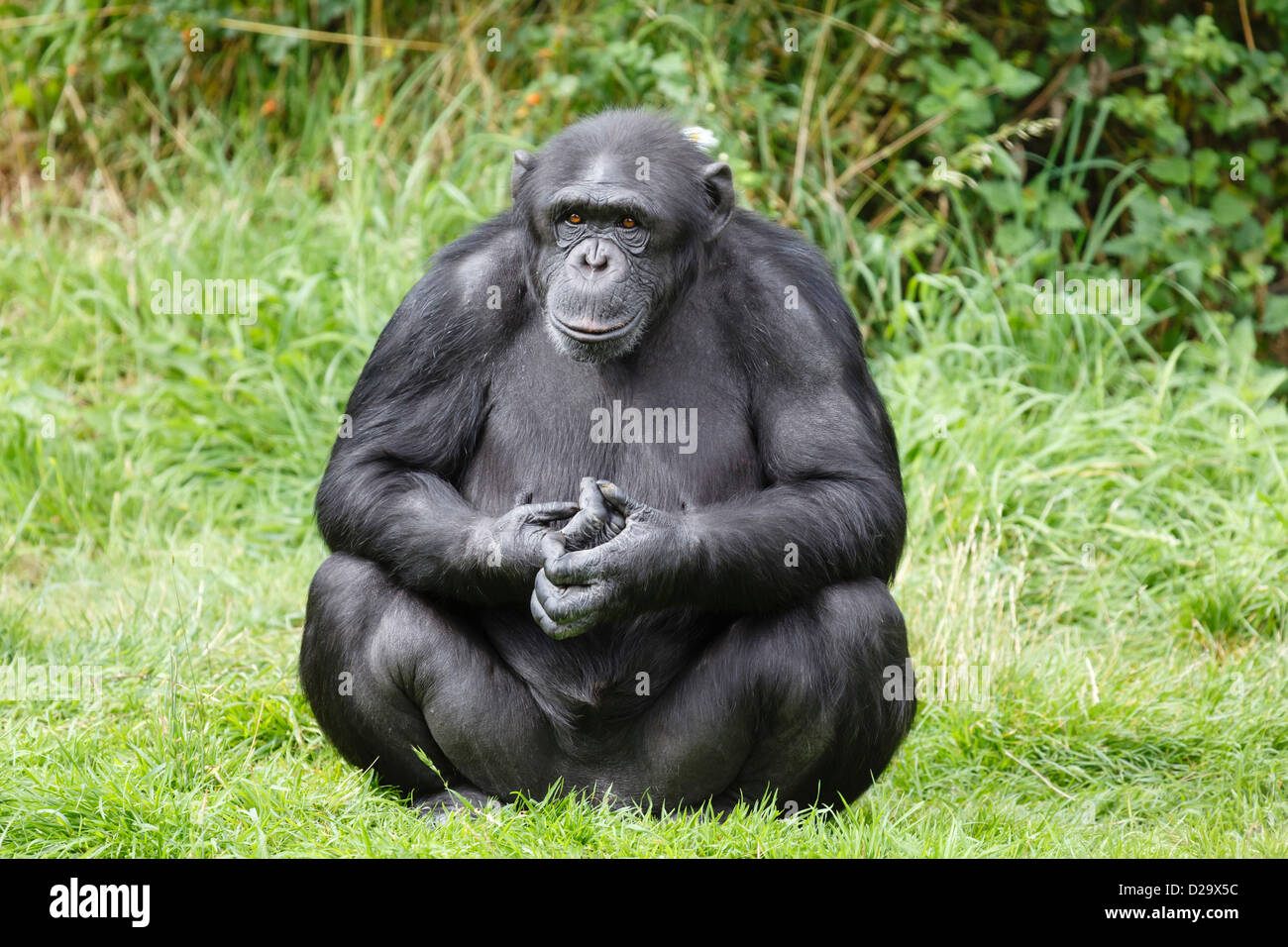 Portrait of a chimp or chimpanzee sitting Stock Photo