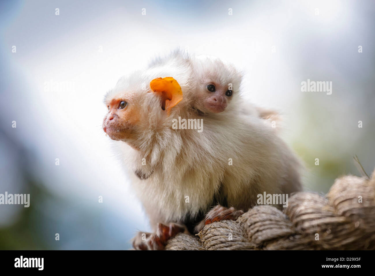 Family of silvery marmosets (Callithrix argentata) in captivity Stock Photo