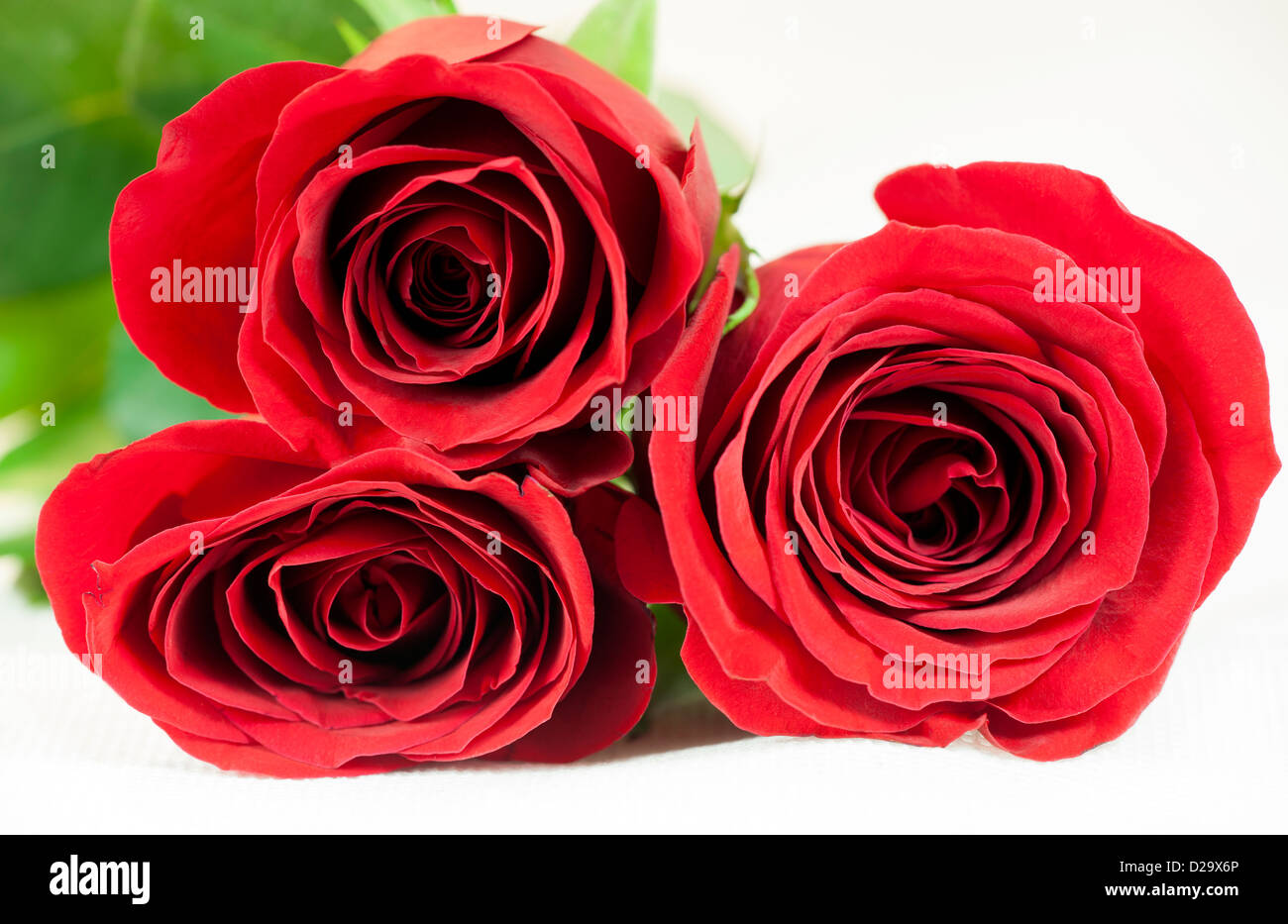 Three red roses on a white background Stock Photo - Alamy