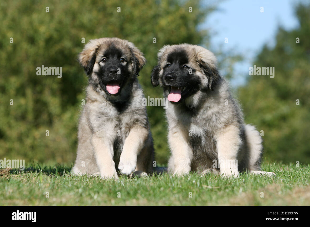 Charplanina Stock Photos Charplanina Stock Images Alamy