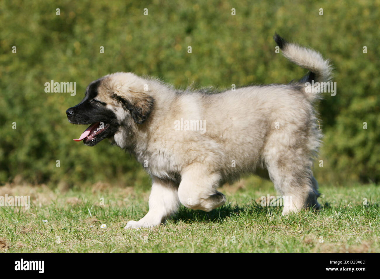 Dog Sarplaninac  /  Yugoslav Shepherd / charplaninatz puppy walking in a meadow Stock Photo