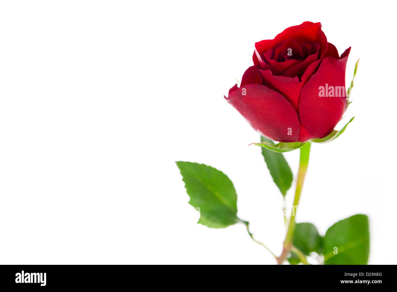 A single red rose on a white background Stock Photo Alamy