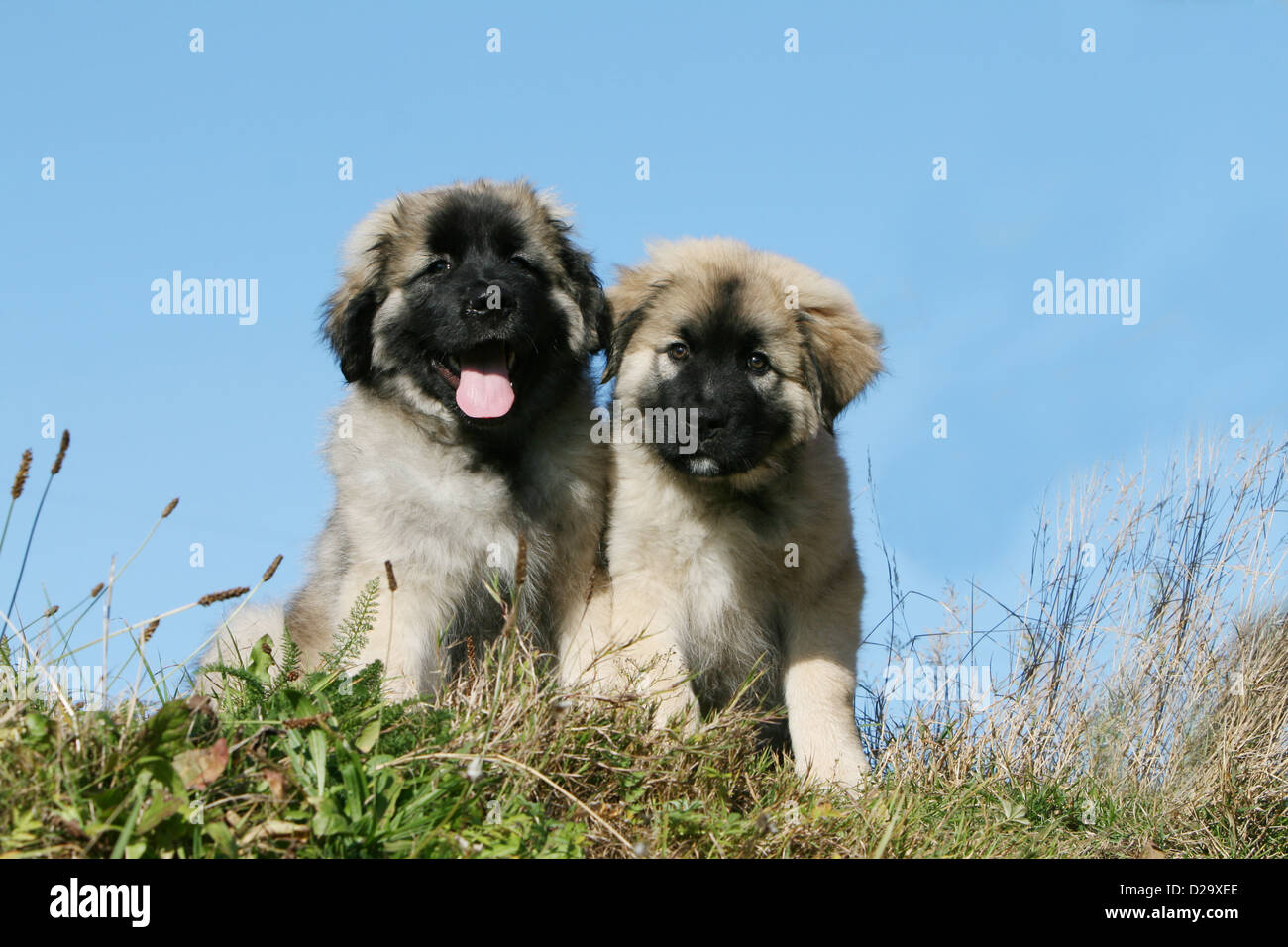 Dog Sarplaninac  /  Yugoslav Shepherd / charplaninatz two puppies sitting in a meadow Stock Photo