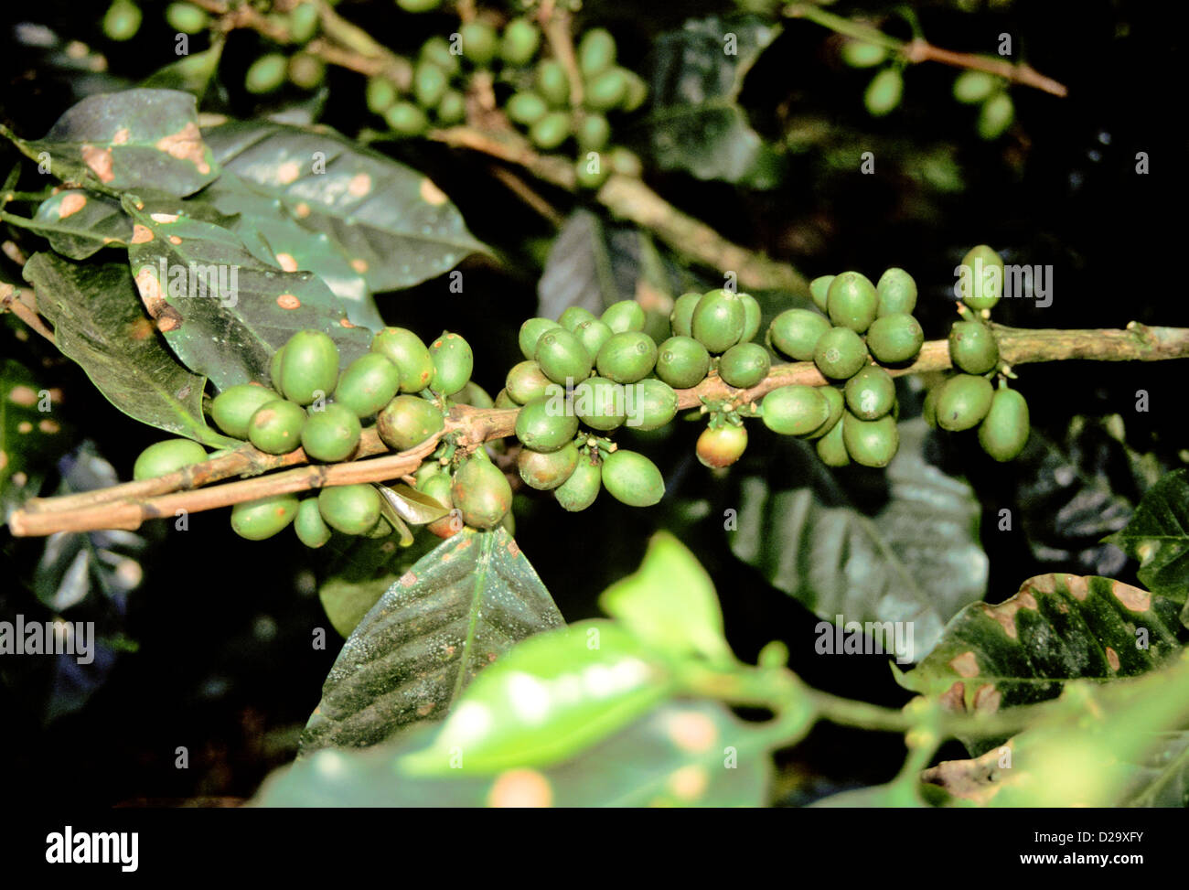 Costa Rica Coffee Beans Growing Stock Photo Alamy