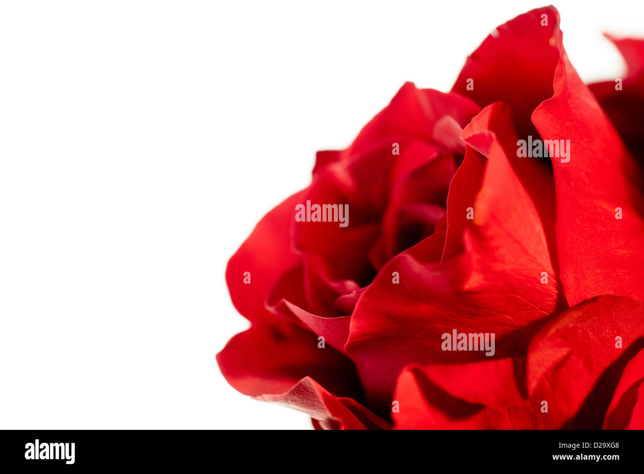 A close up of a single red rose on a white background Stock Photo - Alamy