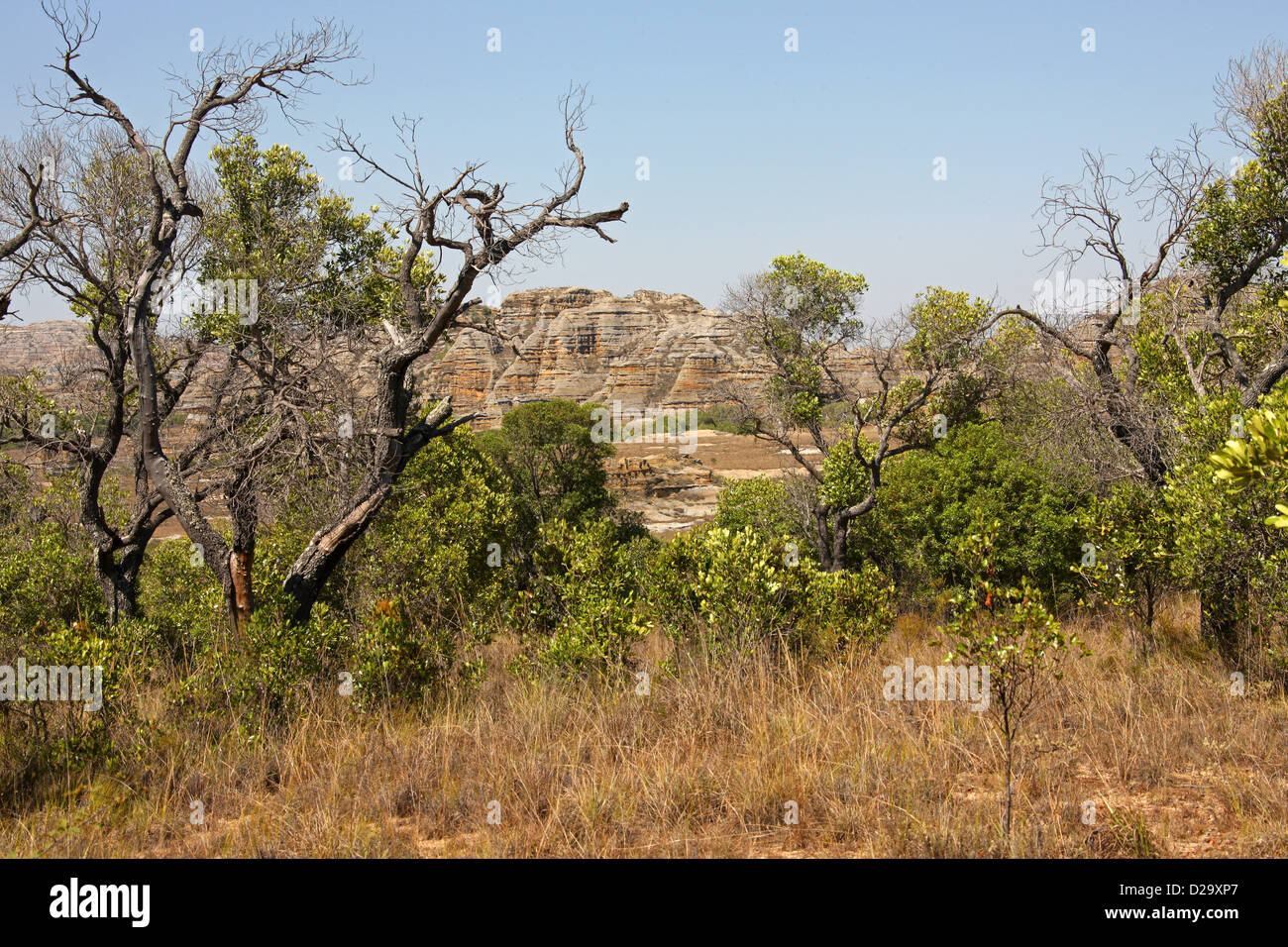 Tapia Trees, Uapaca bojeri, Phyllanthaceae (Euphorbiaceae). Isalo National Park, Ranohira, Madagascar, Africa. Stock Photo