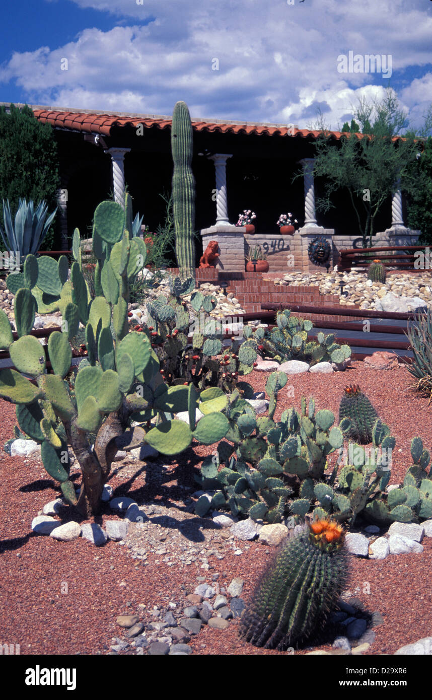 Arizona, Tucson. Cactus Garden Stock Photo Alamy