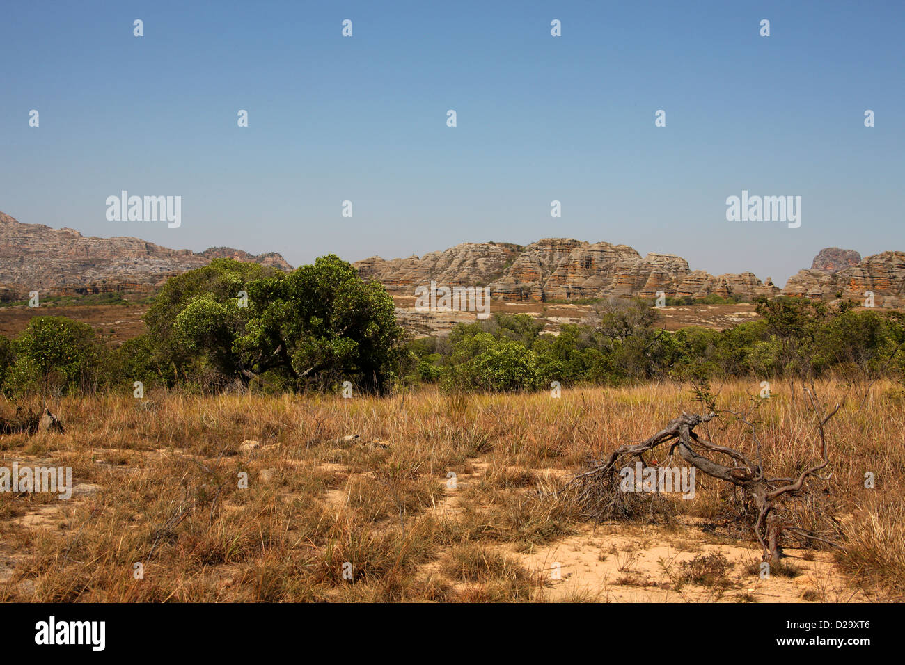 Isalo National Park, Ranohira, Madagascar, Africa. Tapia Trees, Uapaca bojeri, Phyllanthaceae (Euphorbiaceae) in the Foreground. Stock Photo