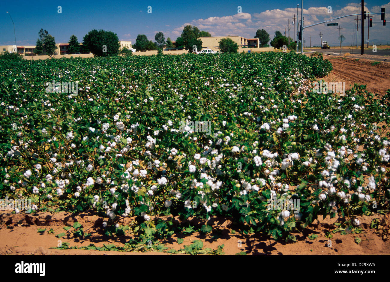 Arizona. Cotton Field Stock Photo Alamy