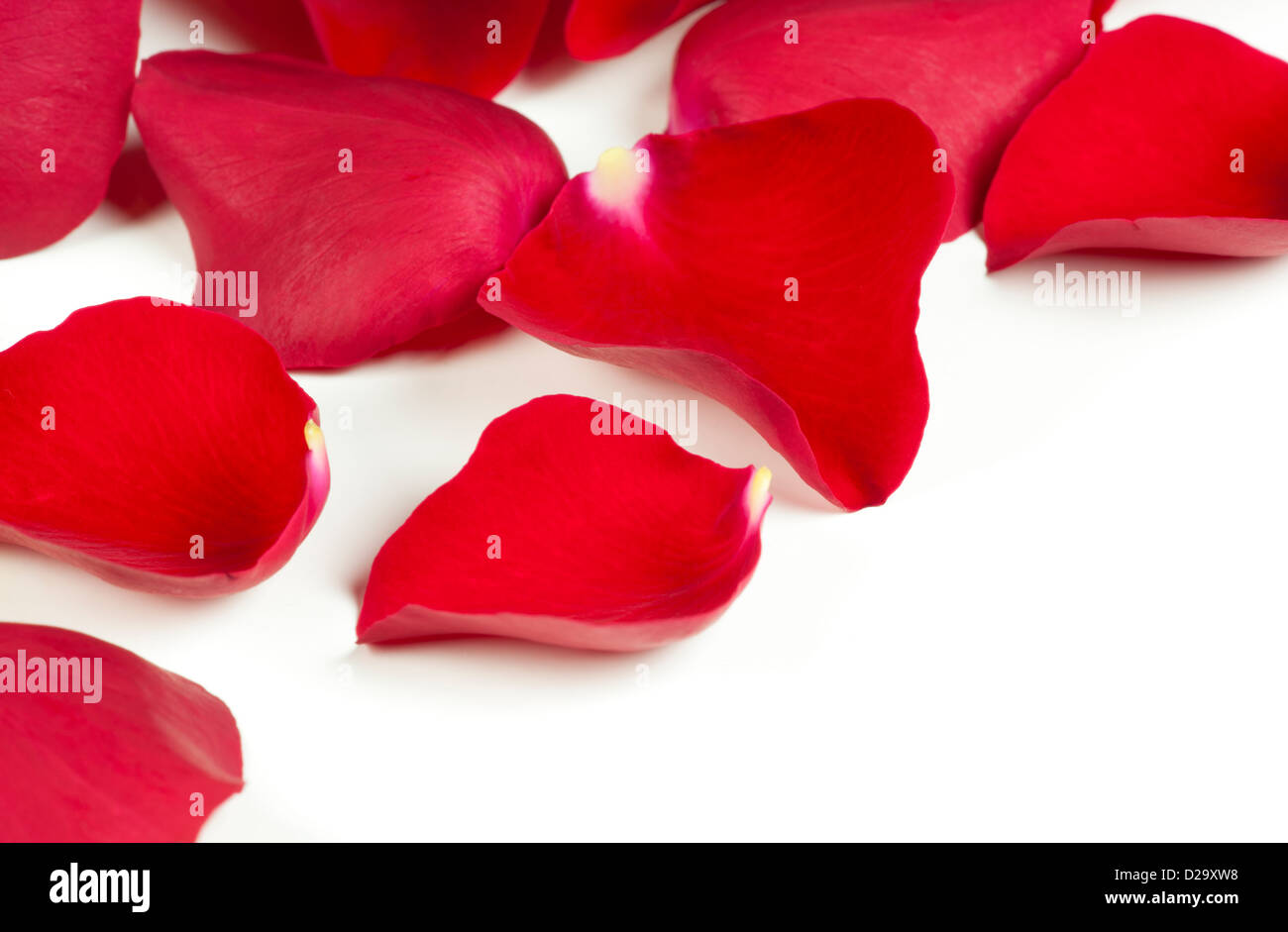 Red Rose Petals White Background Top View Stock Photo by ©NewAfrica  205709180