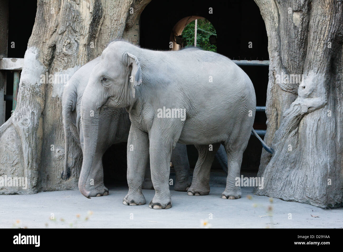 Asian Elephant Elephas Maximus In Its Enclosure Taipei Zoo A K A Stock Photo Alamy