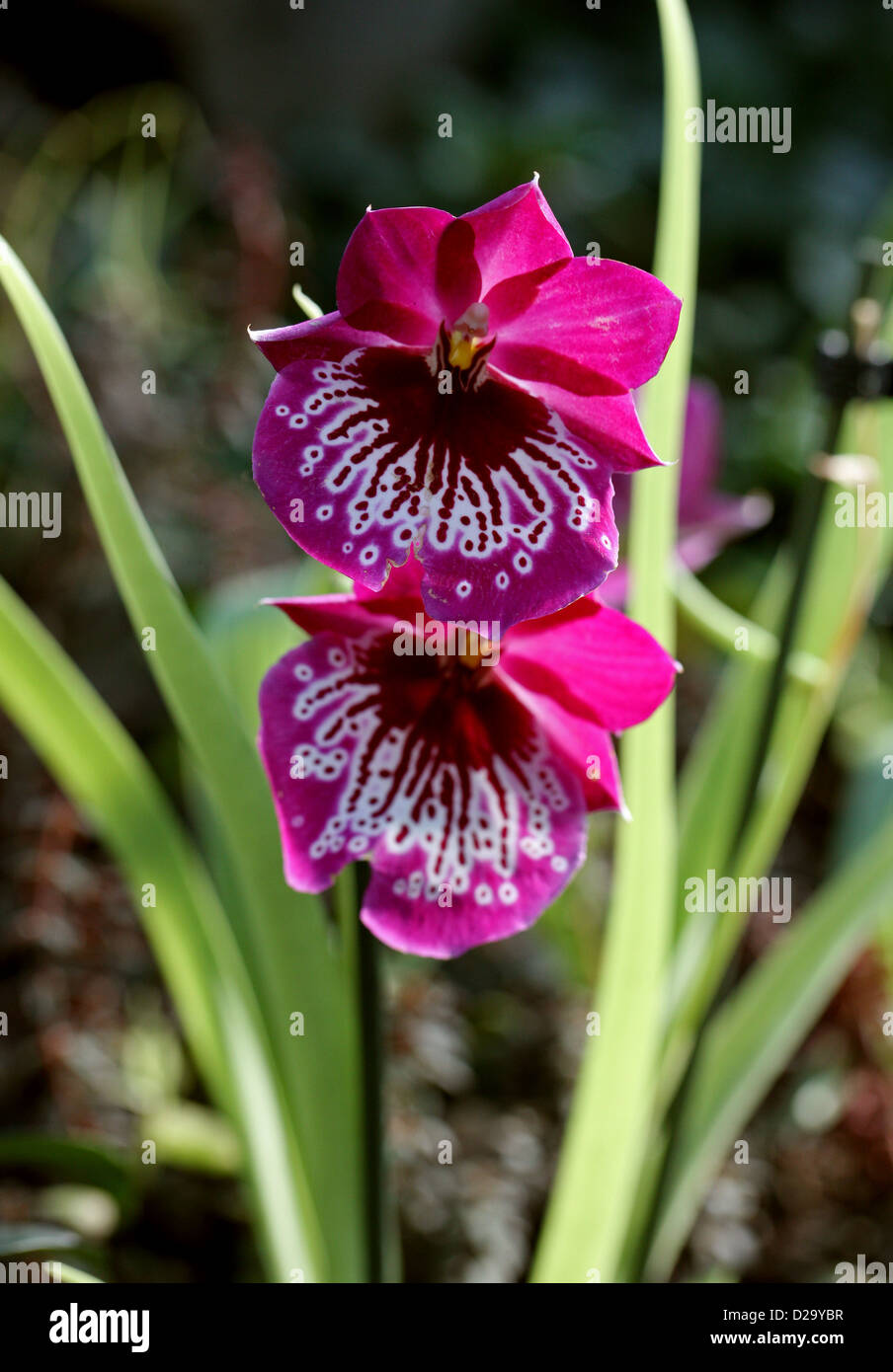 Pansy Orchids or Miltoniopsis Orchids, Orchidaceae. Stock Photo