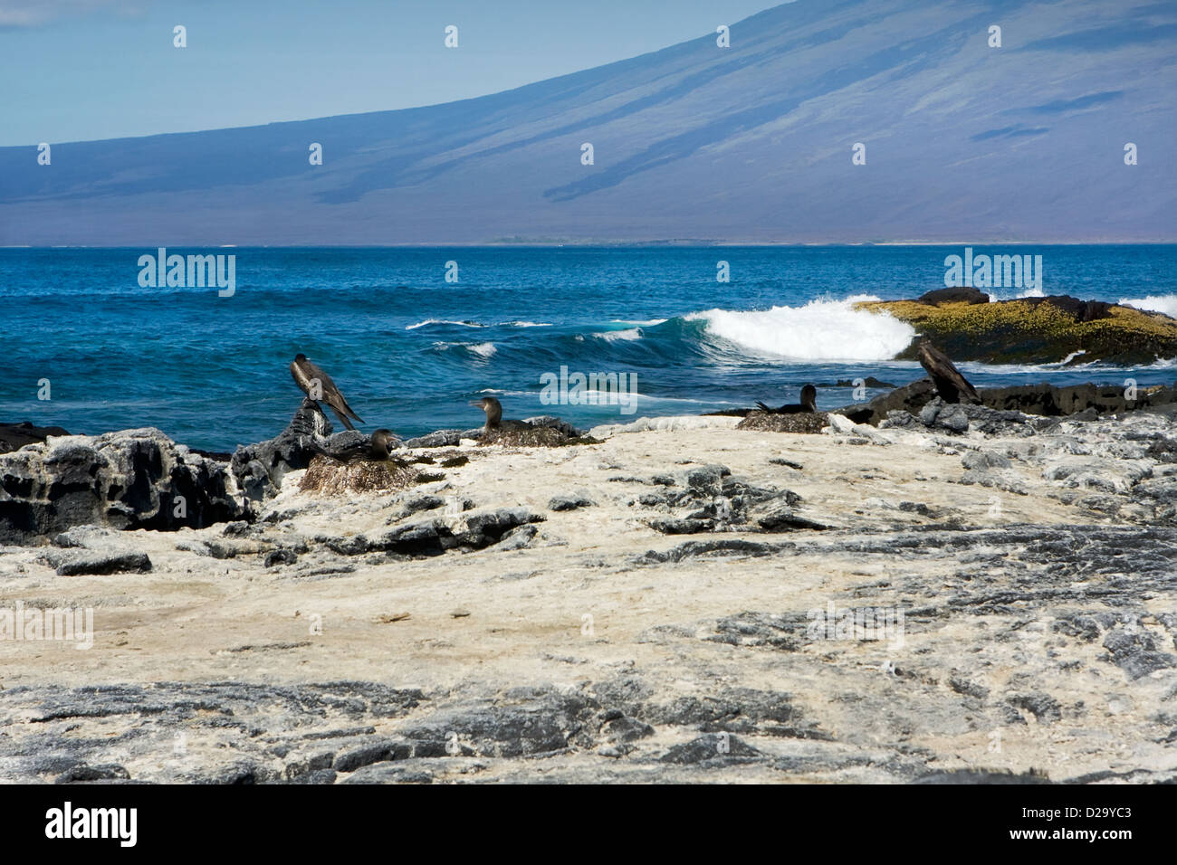 Nesting birds on a Galapagos Island beach, Ecuador, South America Stock Photo