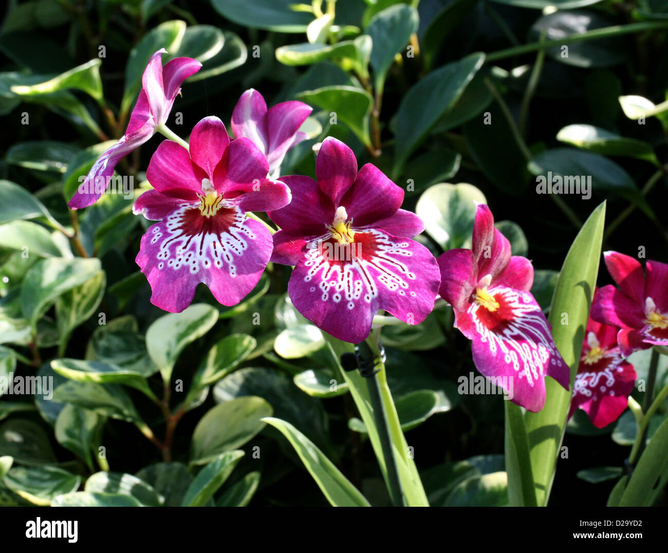 Pansy Orchids or Miltoniopsis Orchids, Orchidaceae. Stock Photo