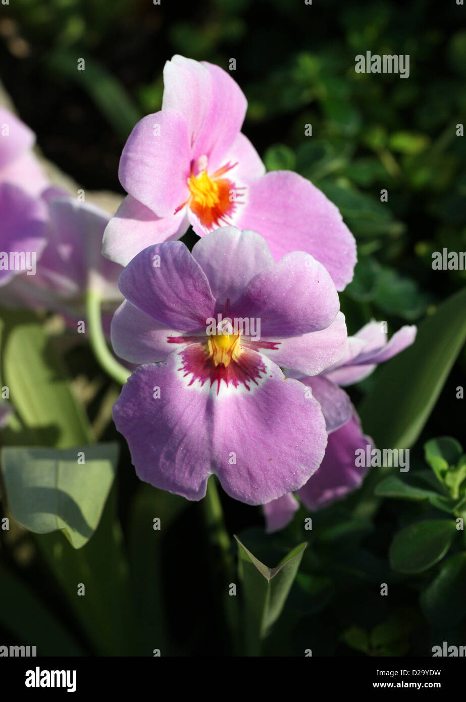Pansy Orchids or Miltoniopsis Orchids, Orchidaceae. Stock Photo