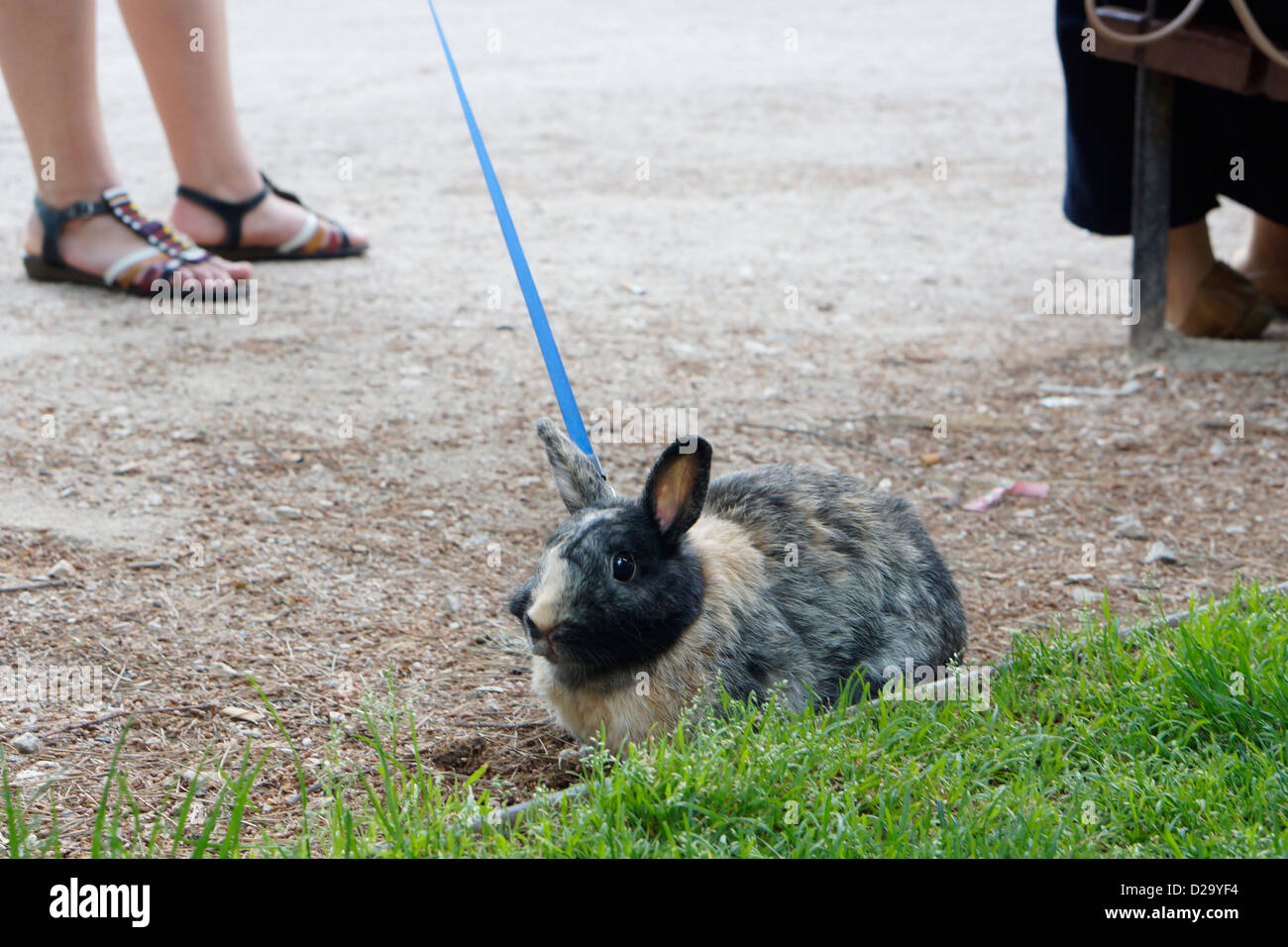 Madrid Rabbit Rabbit in spain hi-res stock photography and images - Alamy