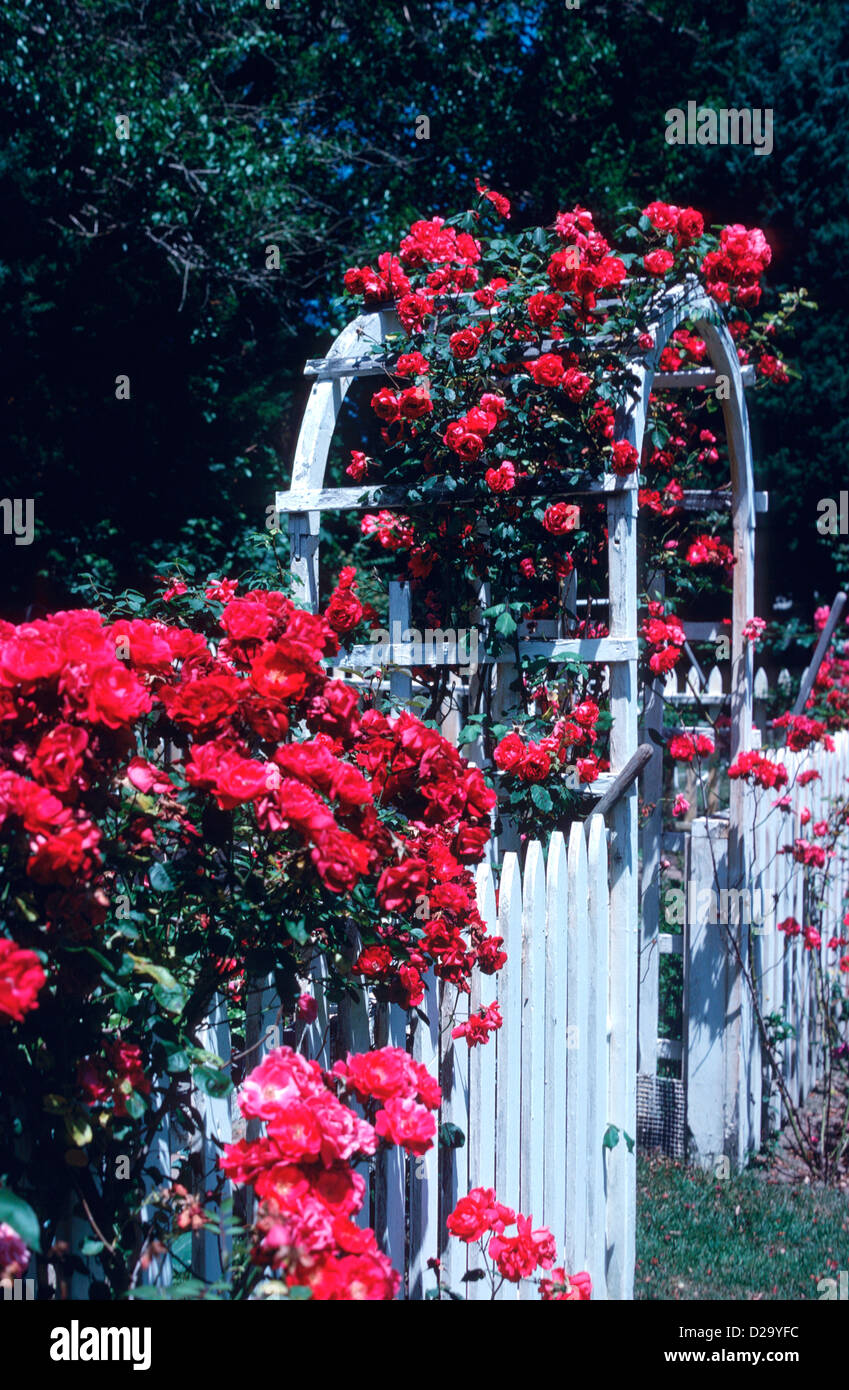 Roses Growing On Garden Trellis Stock Photo Alamy