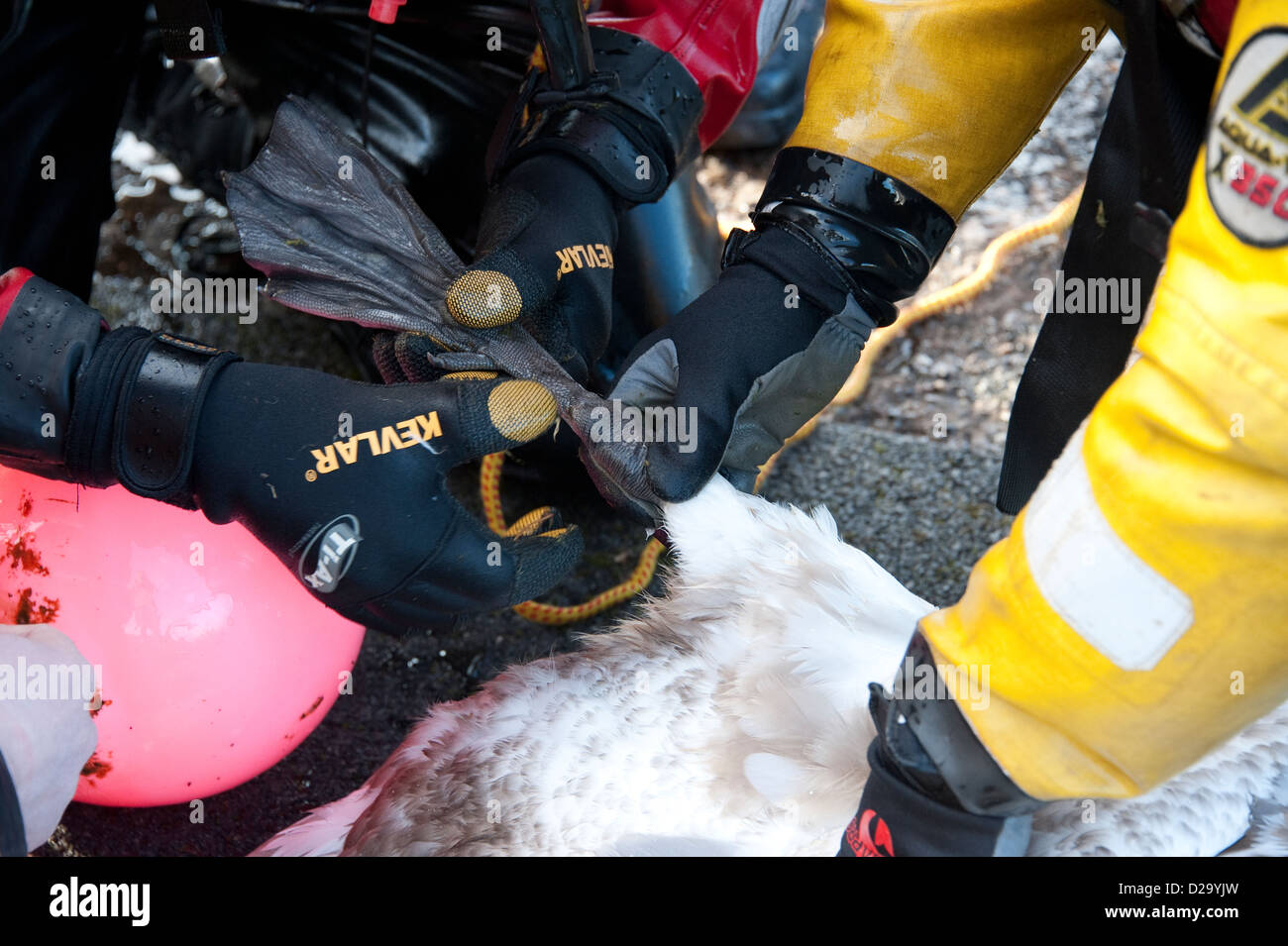 Swan Leg caught Trapped in Rope Rescue RSPCA Stock Photo - Alamy