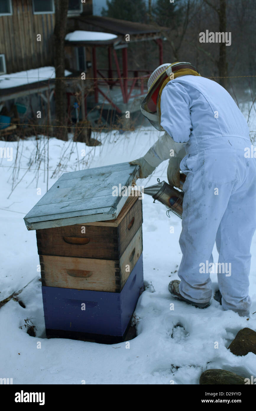 Woman beekeeper begins to work on hive for winter maintenance, applying smoke to calm the bees. Stock Photo