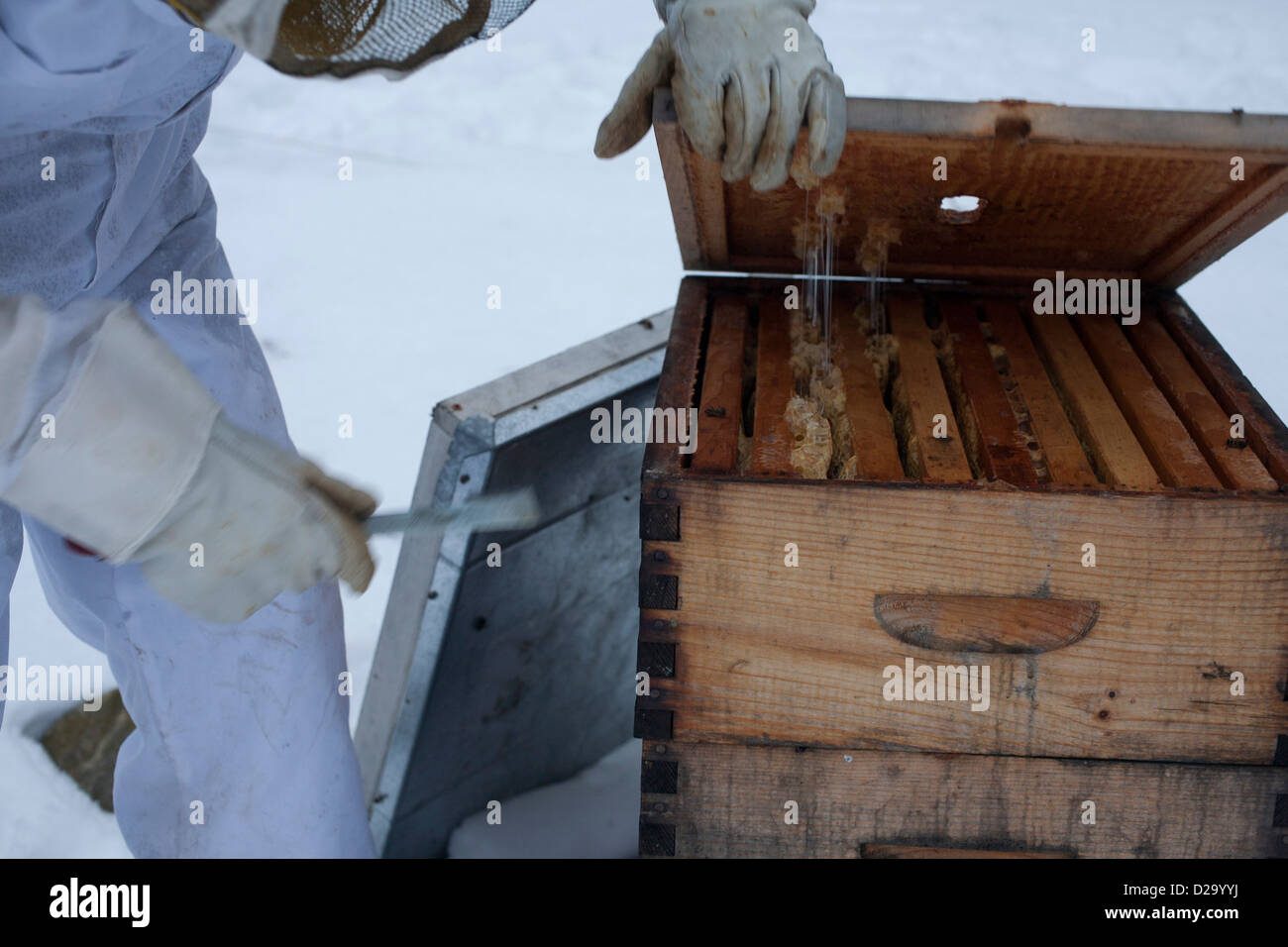 Beekeeper begins to work on hive for winter maintenance, using a hive tool to pry off top. Stock Photo