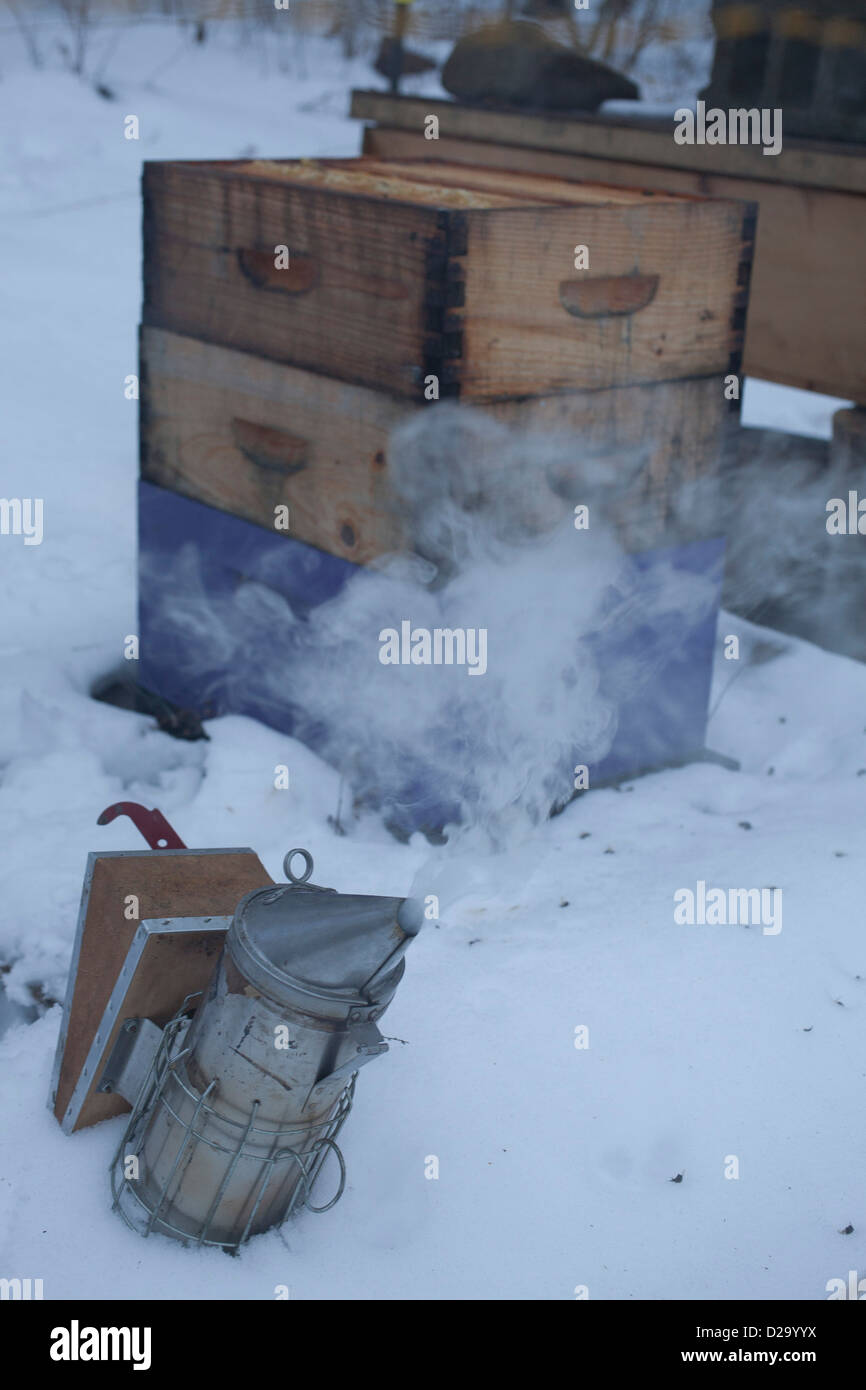 Winter work on beehive begins while smoker is ready for use Stock Photo