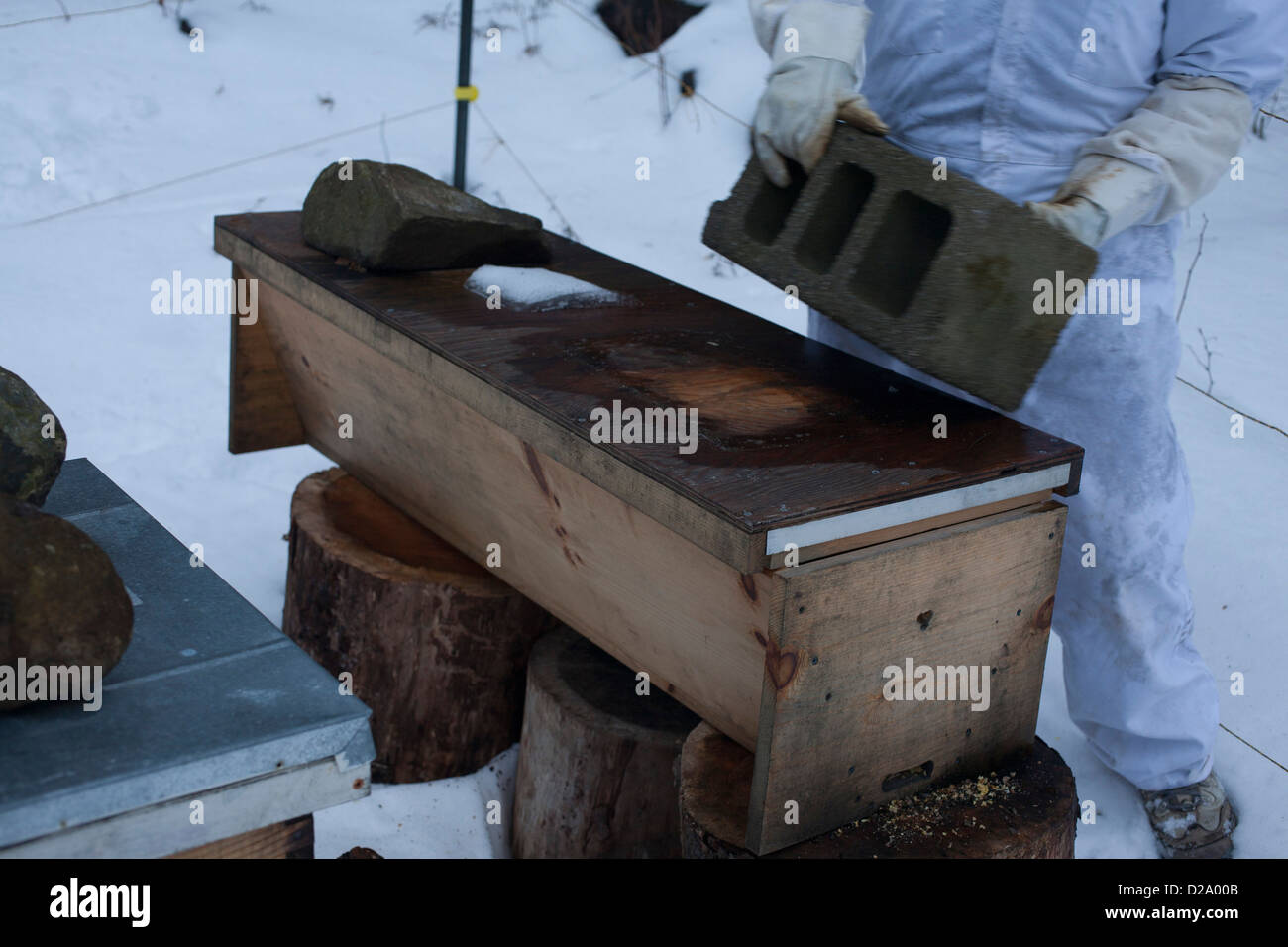 Woman bee keeper removes cement block used to weigh down top of top bar hive. Electric fence in rear used to keep bears away. Stock Photo
