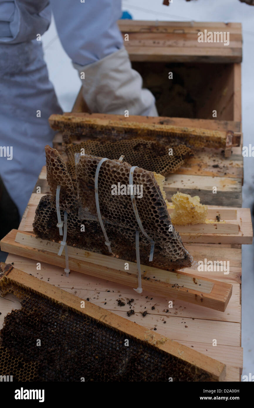 Beekeeper removes failed bee colony in winter.  Note blackened comb from top bar hive. Stock Photo
