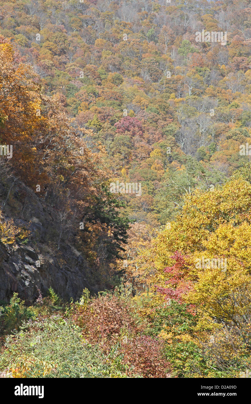 Gloriously vibrant color of the deciduous forest of the Appalachian Mountains in autumn Stock Photo