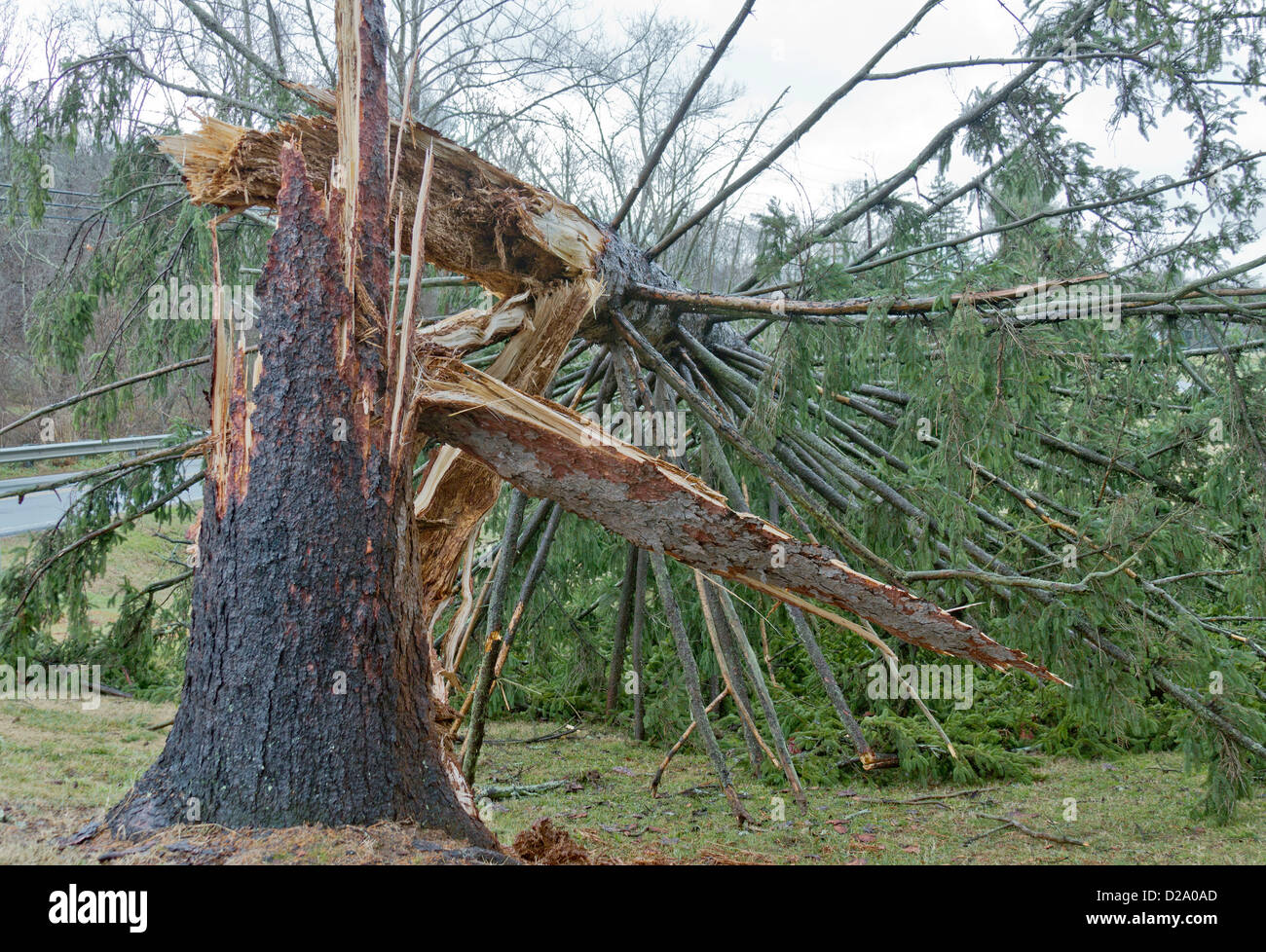 A pine tree snapped in half at the trunk by storm winds Stock Photo
