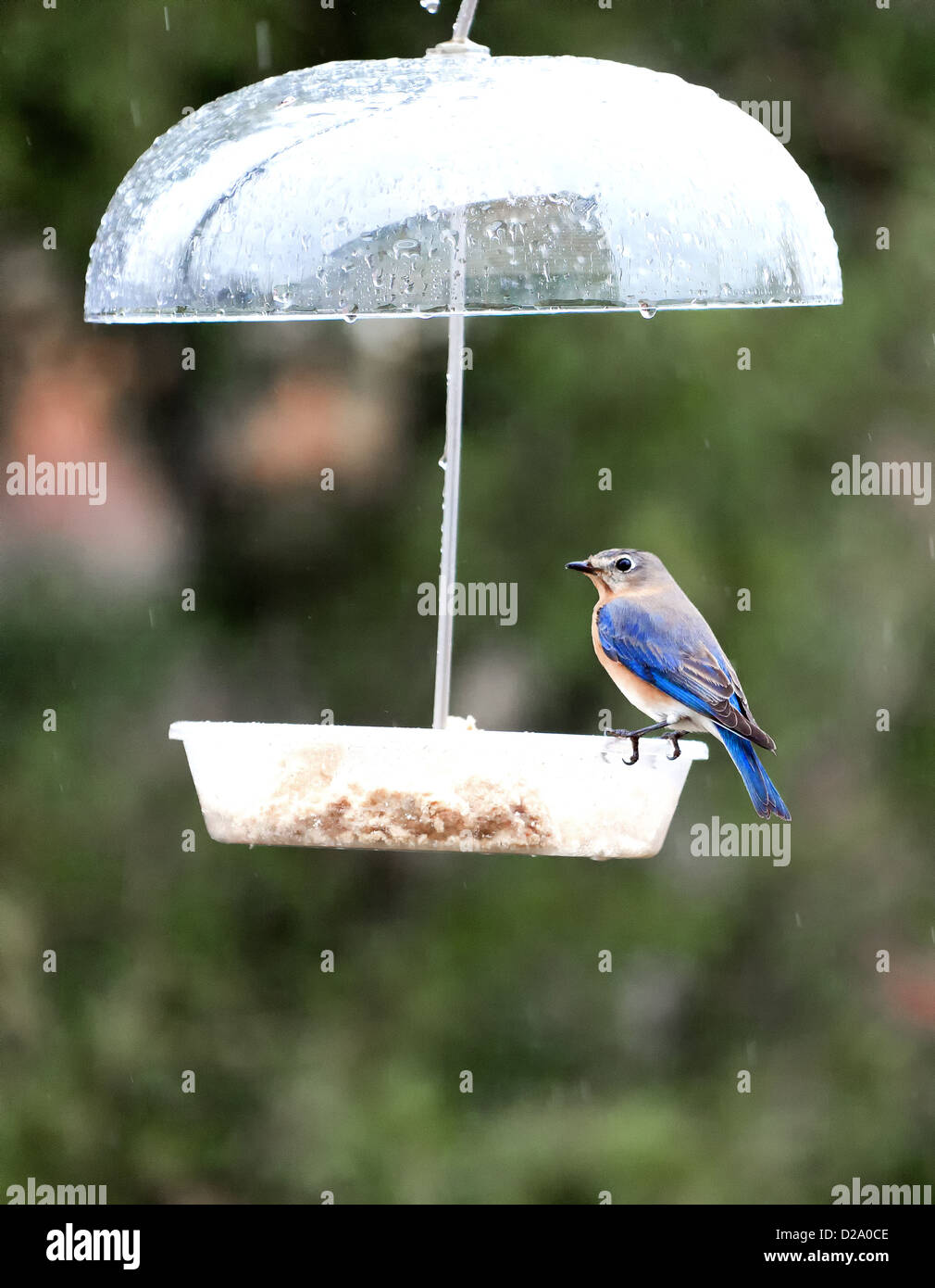 A small blue bird in a feeder Stock Photo