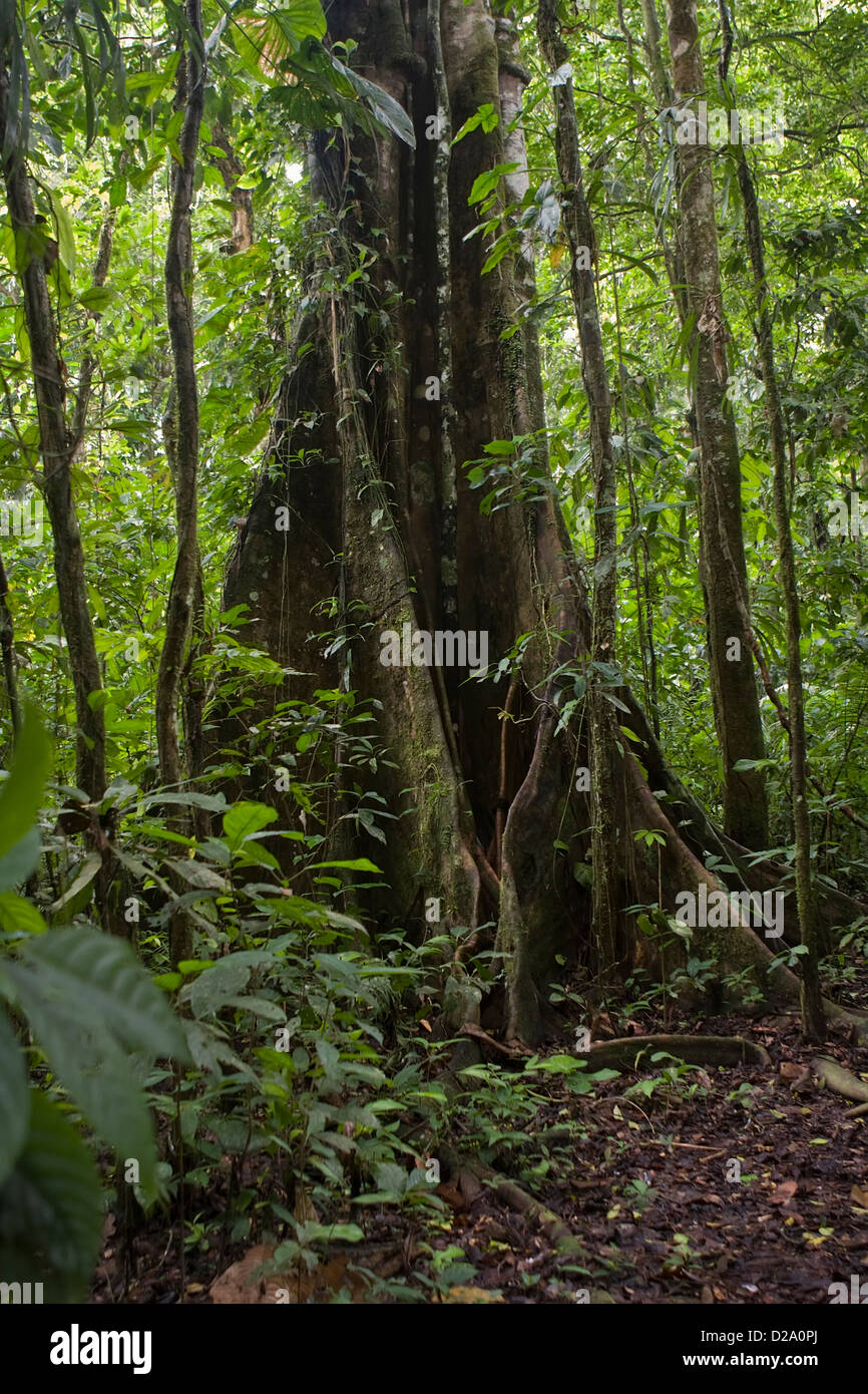 Tropical tree in the Ecuadorian Amazon Stock Photo