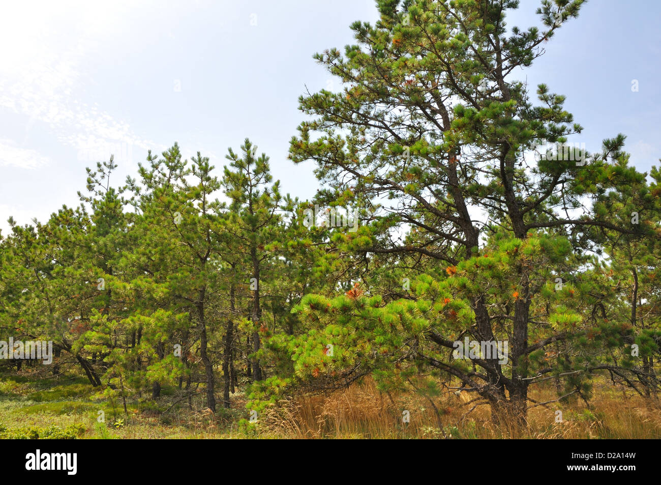 Cape Cod pine trees, Massachusetts, USA Stock Photo Alamy